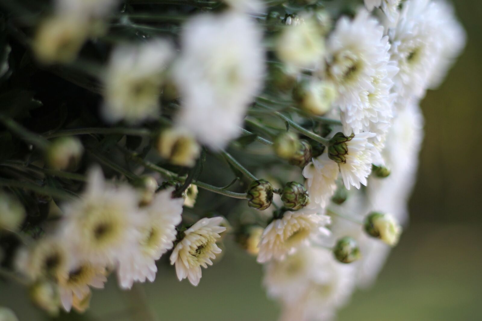 Canon EOS 1100D (EOS Rebel T3 / EOS Kiss X50) + Canon EF 50mm F1.8 II sample photo. Flowers, scapes, whites photography