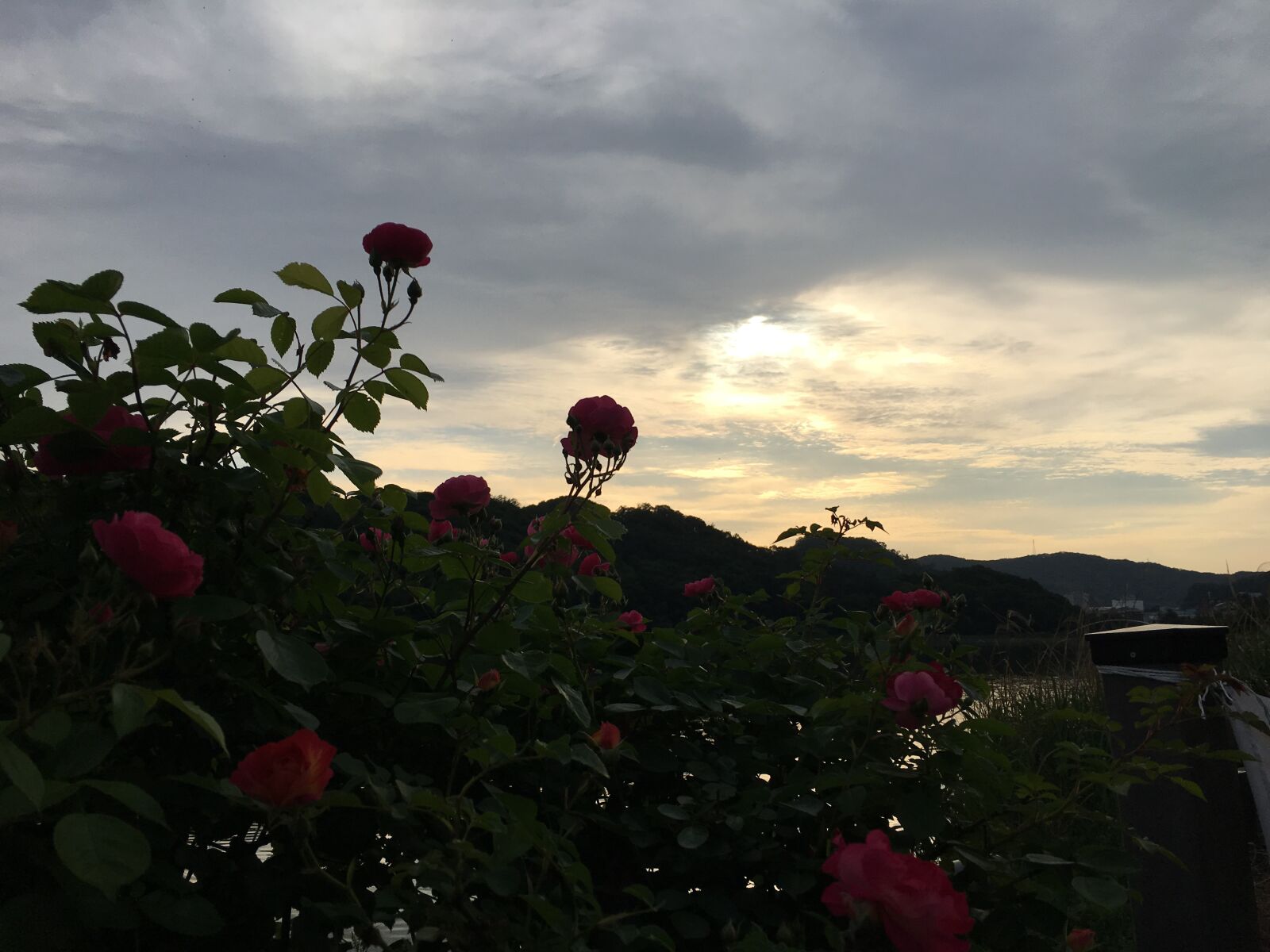 Apple iPhone 6s sample photo. Sky, rose, sunset photography