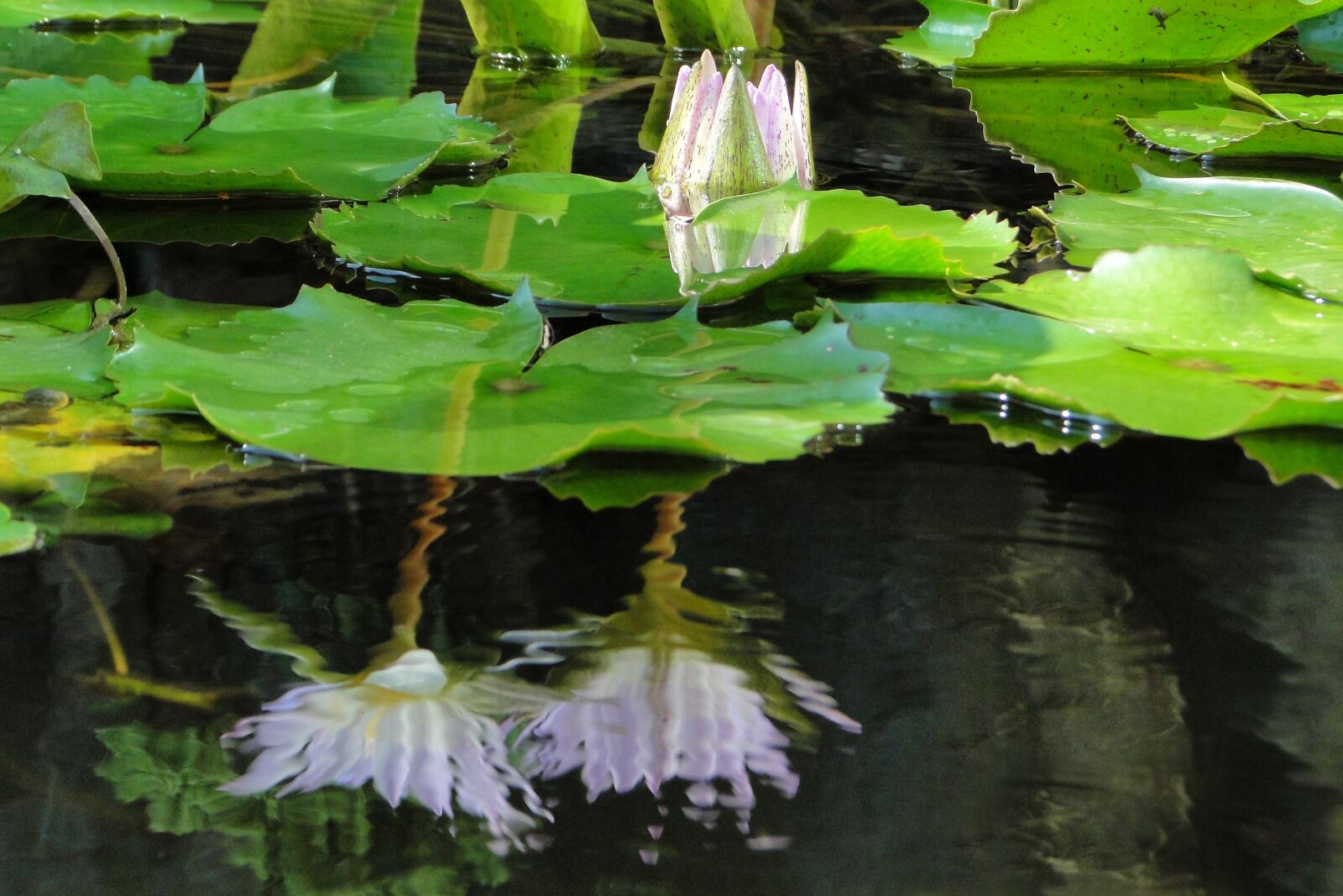 Sony Cyber-shot DSC-HX1 sample photo. Nymphaea alba, lotus, summer photography