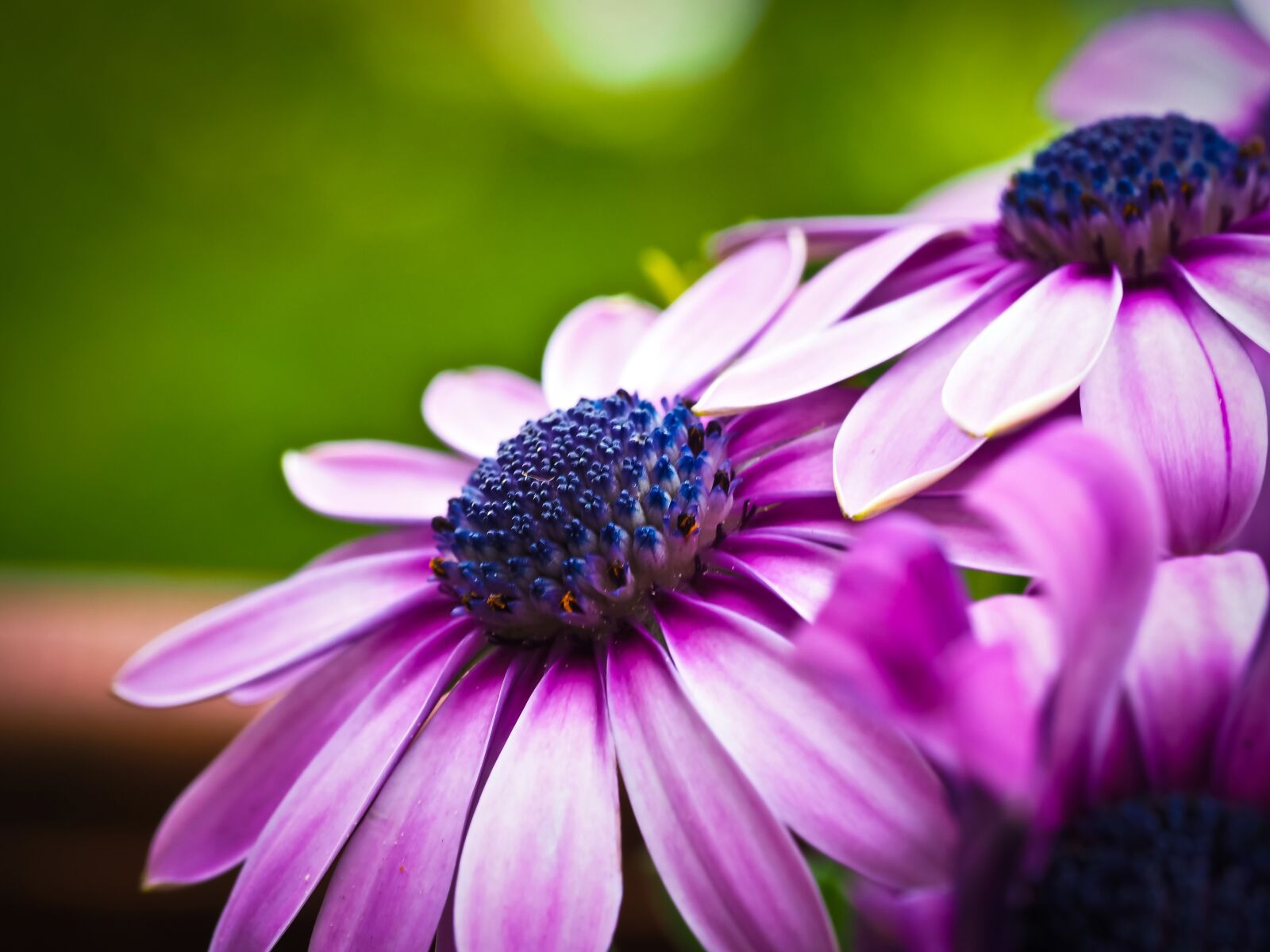 Olympus OM-D E-M10 sample photo. Cape basket, flower, composites photography
