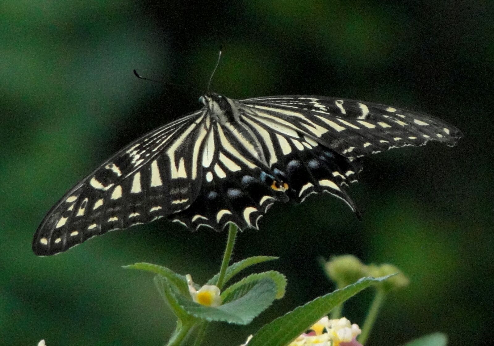 Sony DSC-HX1 sample photo. Papilio, butterfly photography