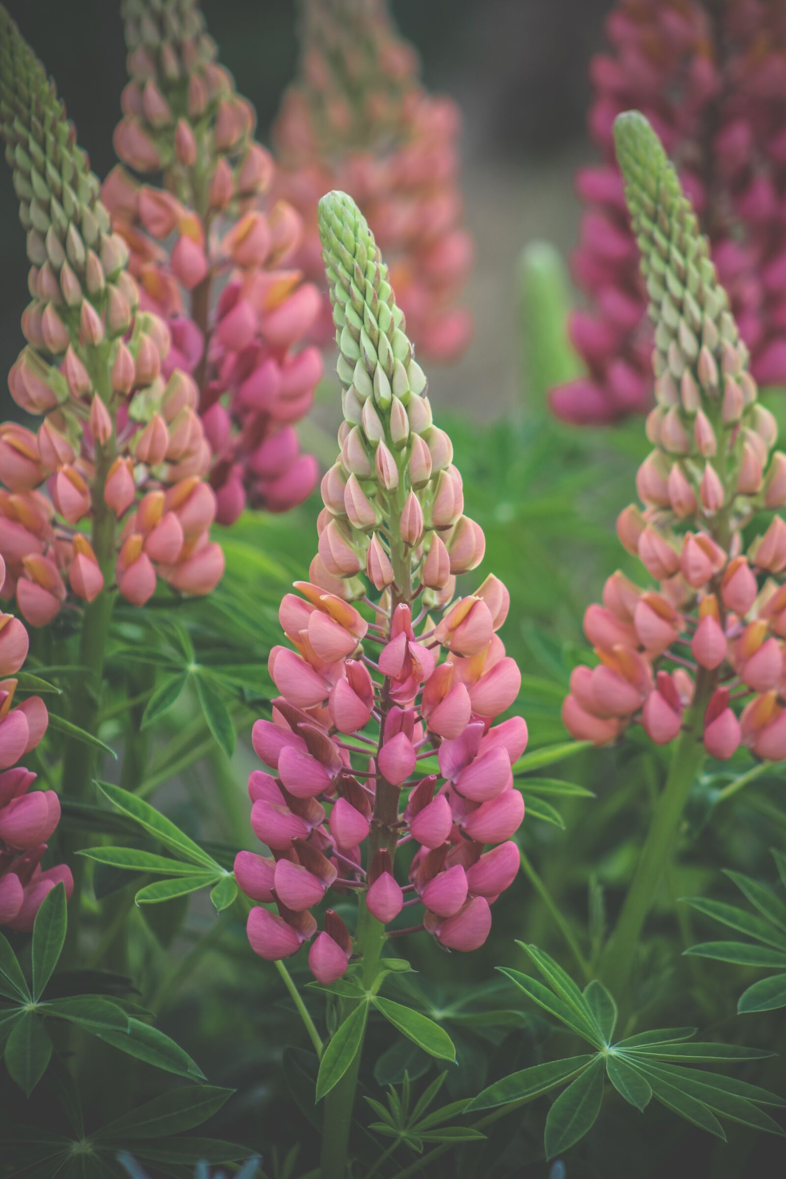 Canon EF75-300mm f/4-5.6 sample photo. Flowers, nature, spring photography