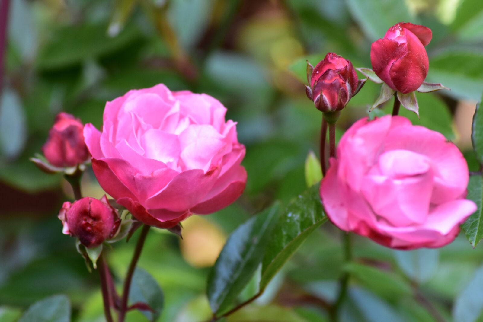 Nikon D3400 sample photo. Rose, pink, flower photography