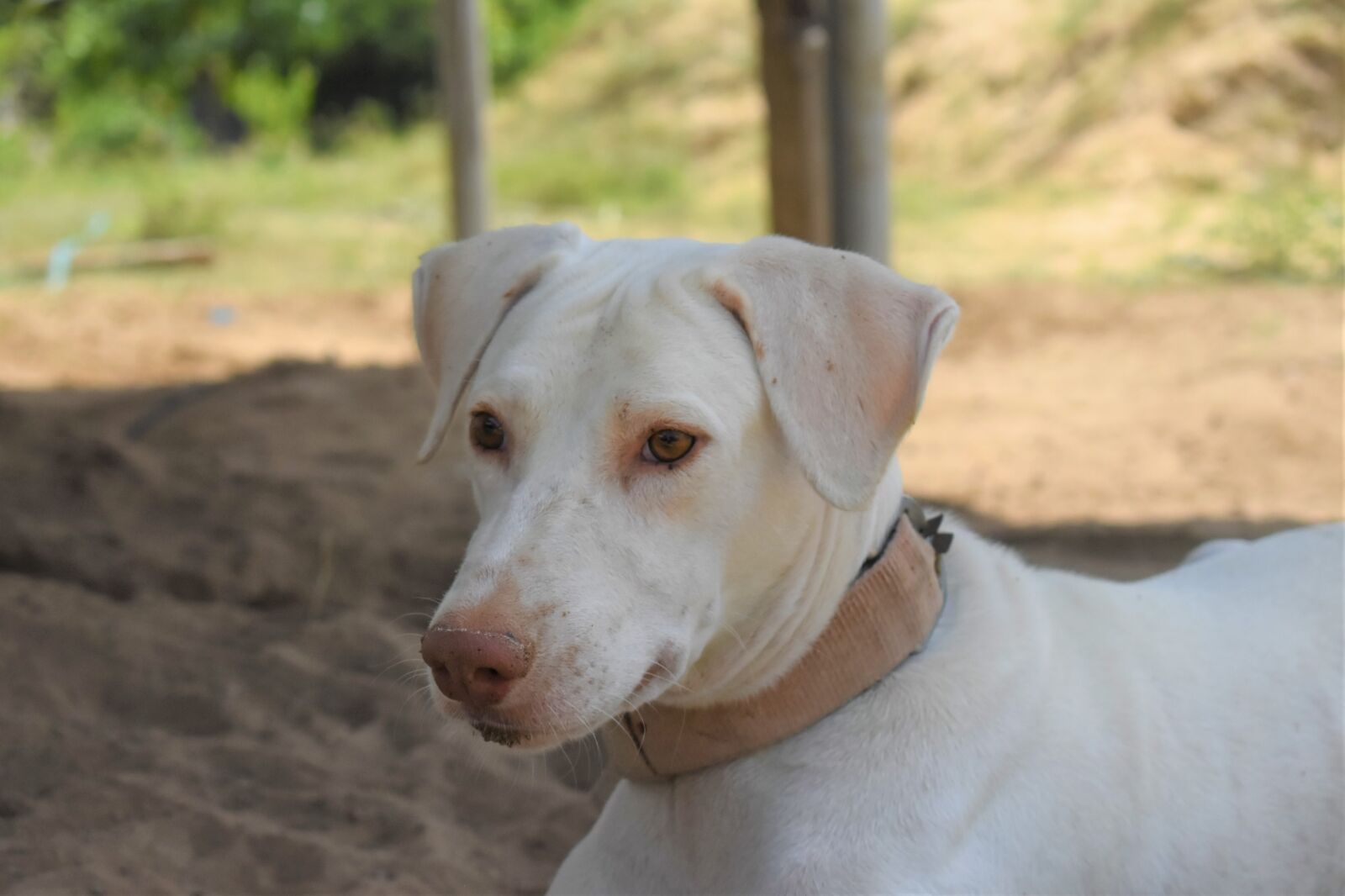 Nikon D5600 sample photo. Dog, belt, pet photography
