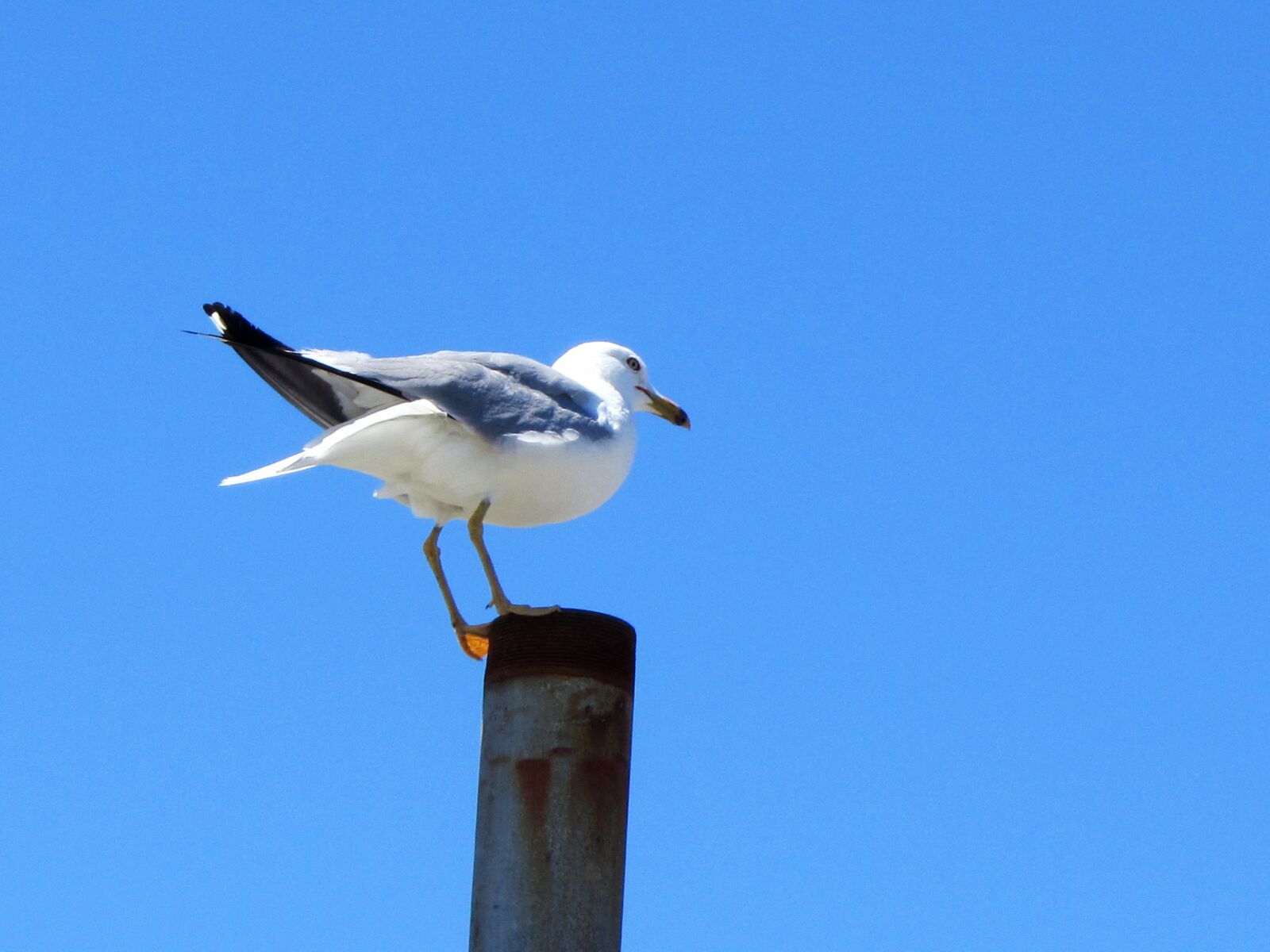 Canon PowerShot SX210 IS sample photo. Bird, seagull, blue sky photography