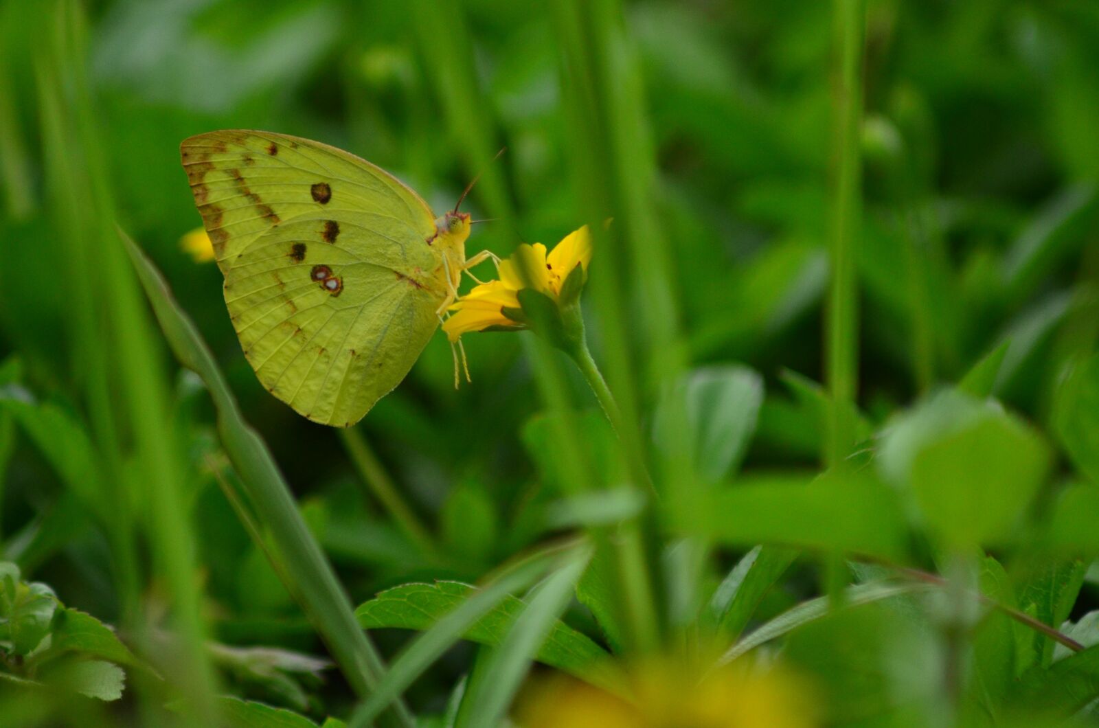 Nikon D5100 sample photo. Macro, butterfly, flower photography