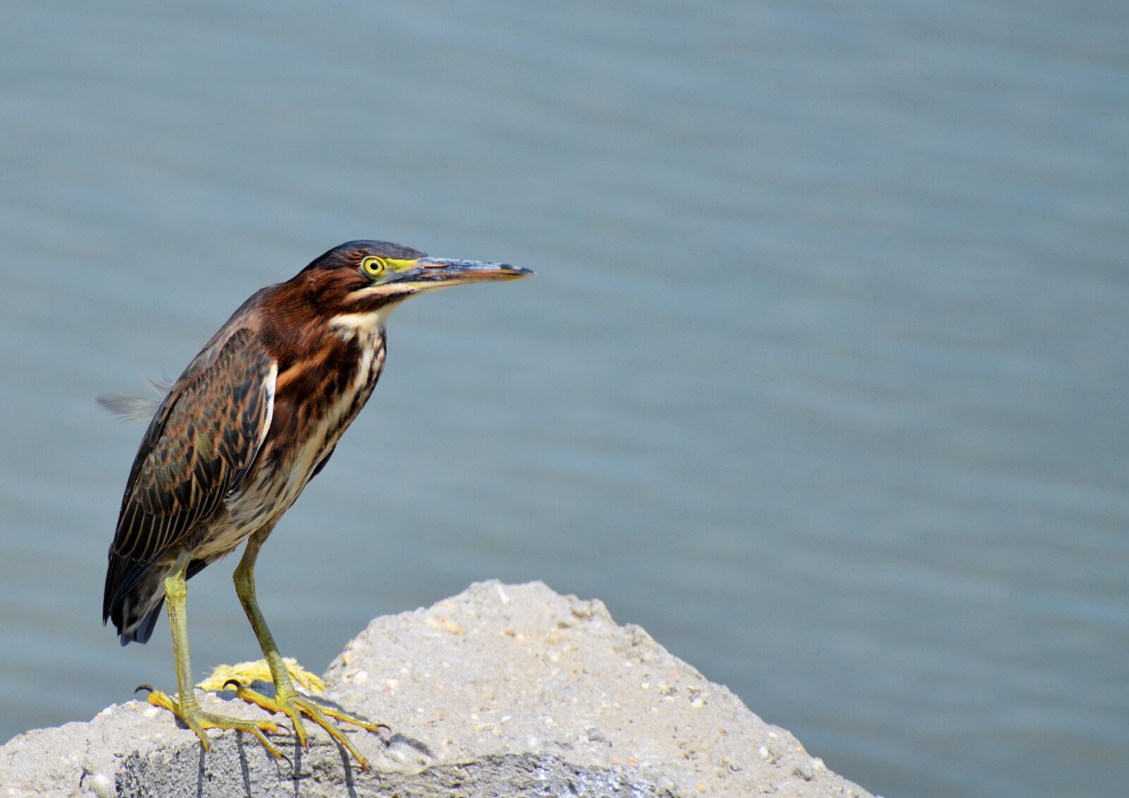 Nikon D5100 sample photo. Bird, sea, sea ​​bird photography