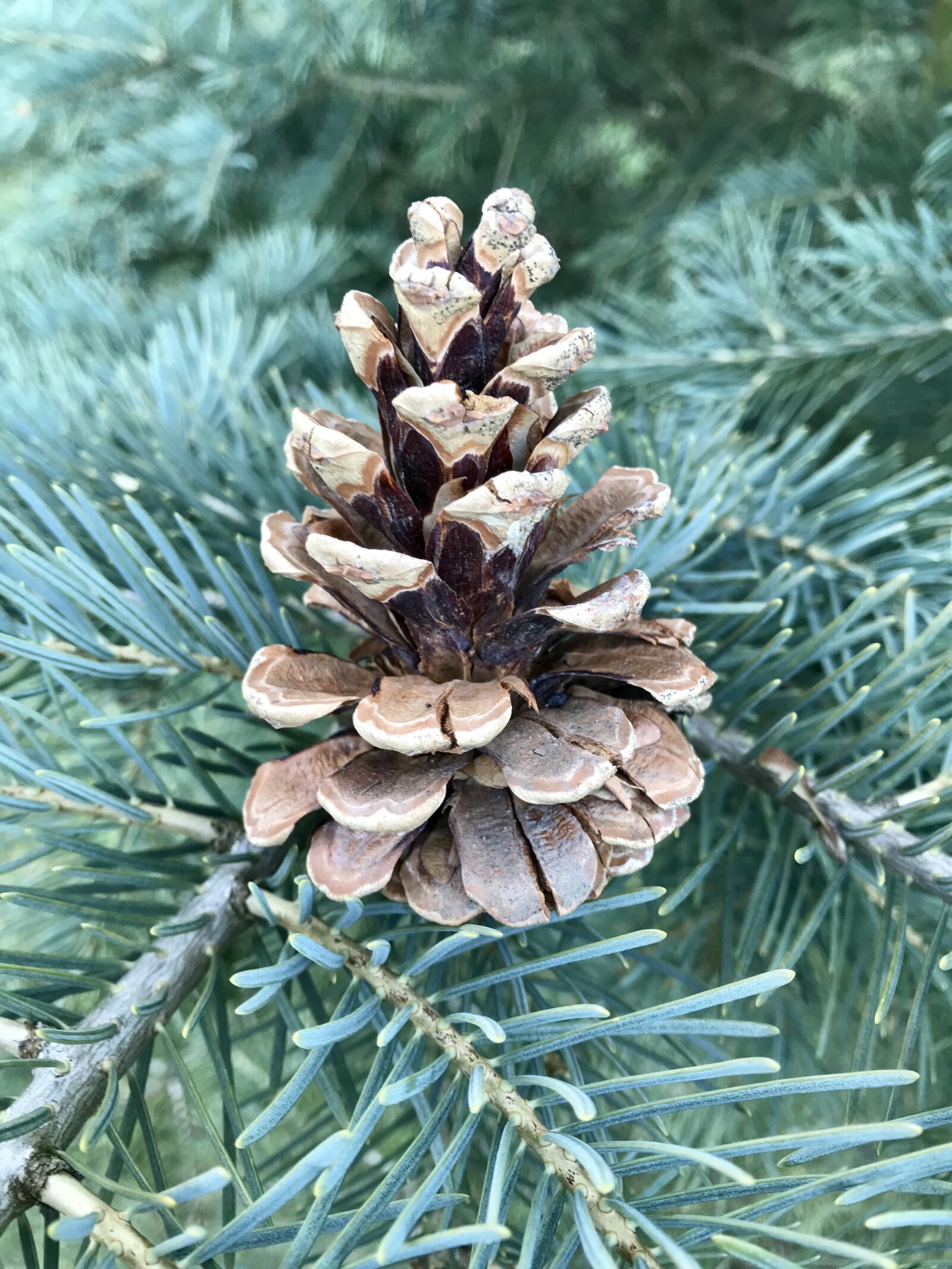 Apple iPhone 7 sample photo. Cone, forest, pinecone photography