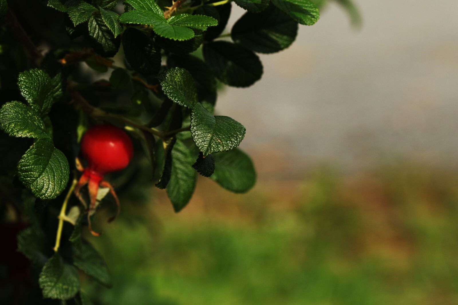 Canon EF 135mm F2L USM sample photo. Rose hip, nature, red photography