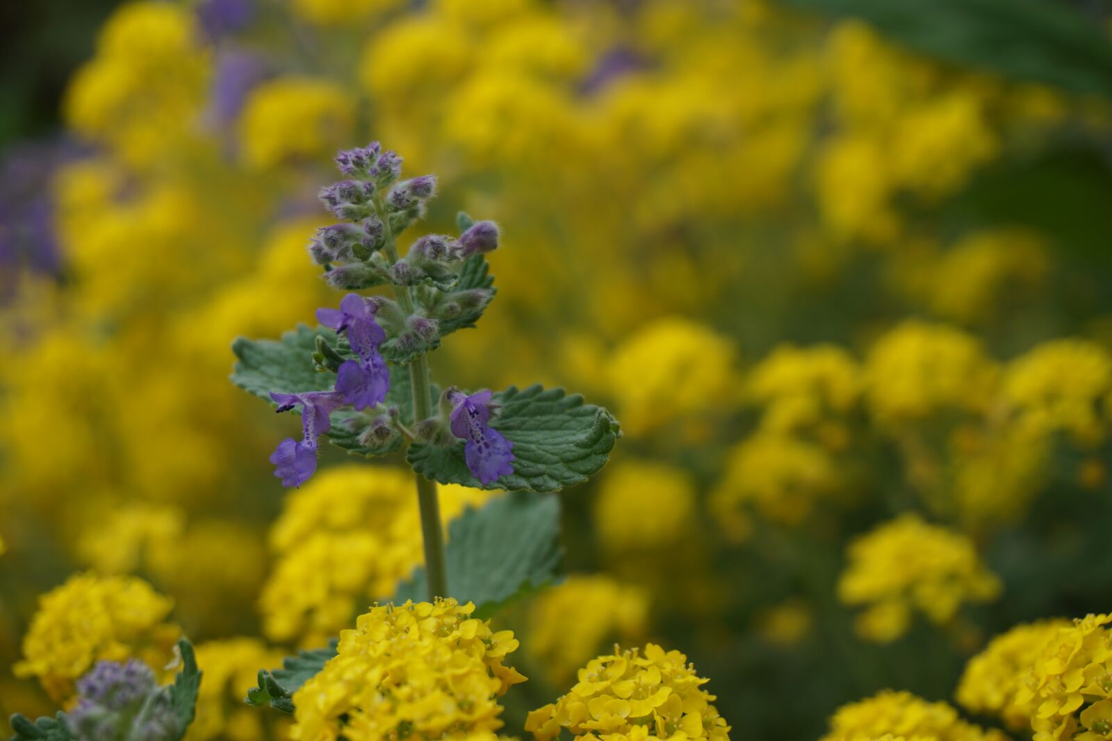 Sony a6000 sample photo. Wrlcxbtsgdh, vrtbnsgahd, uvdtbsadjh photography
