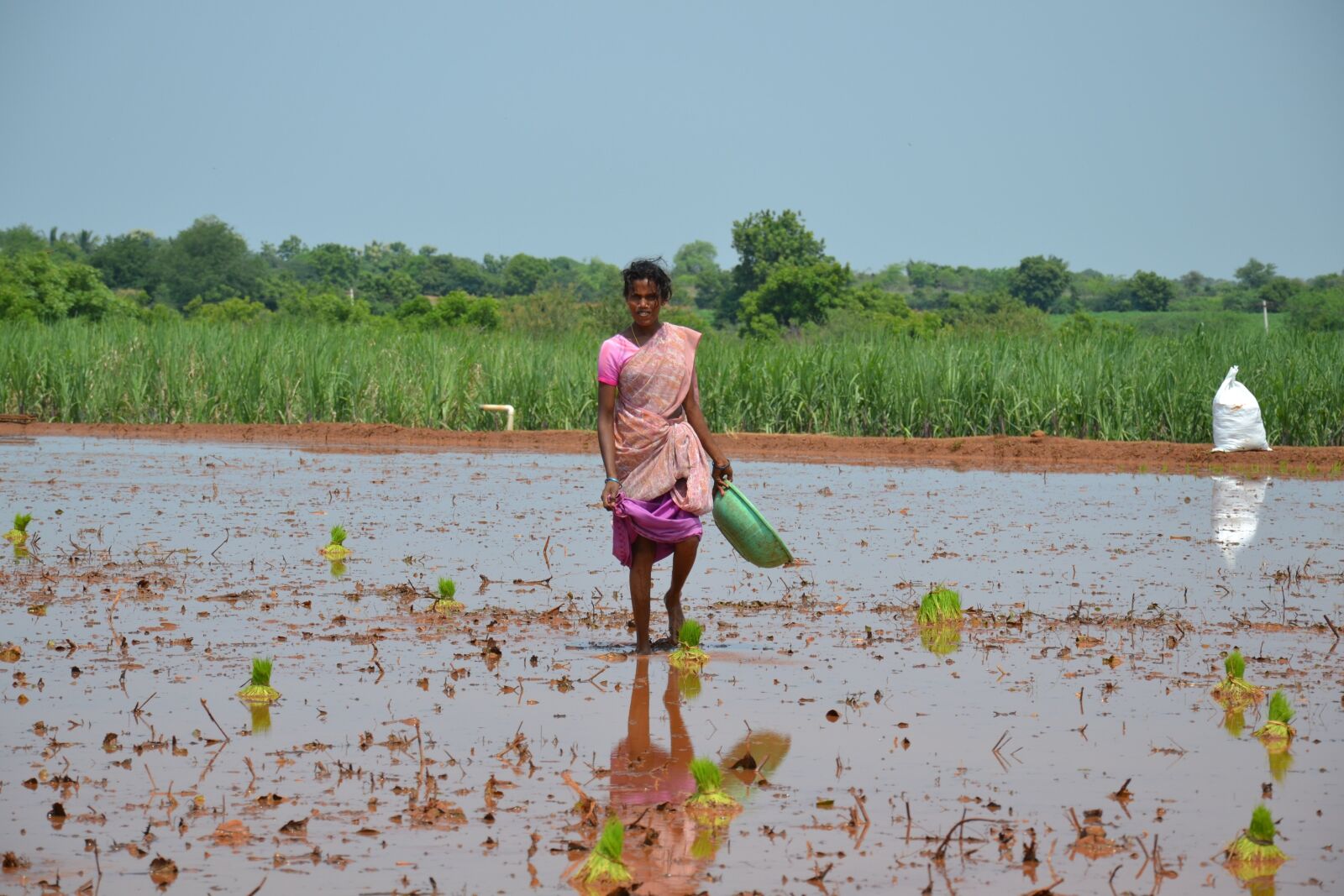 Nikon D3100 sample photo. Poverty, rice field, third photography