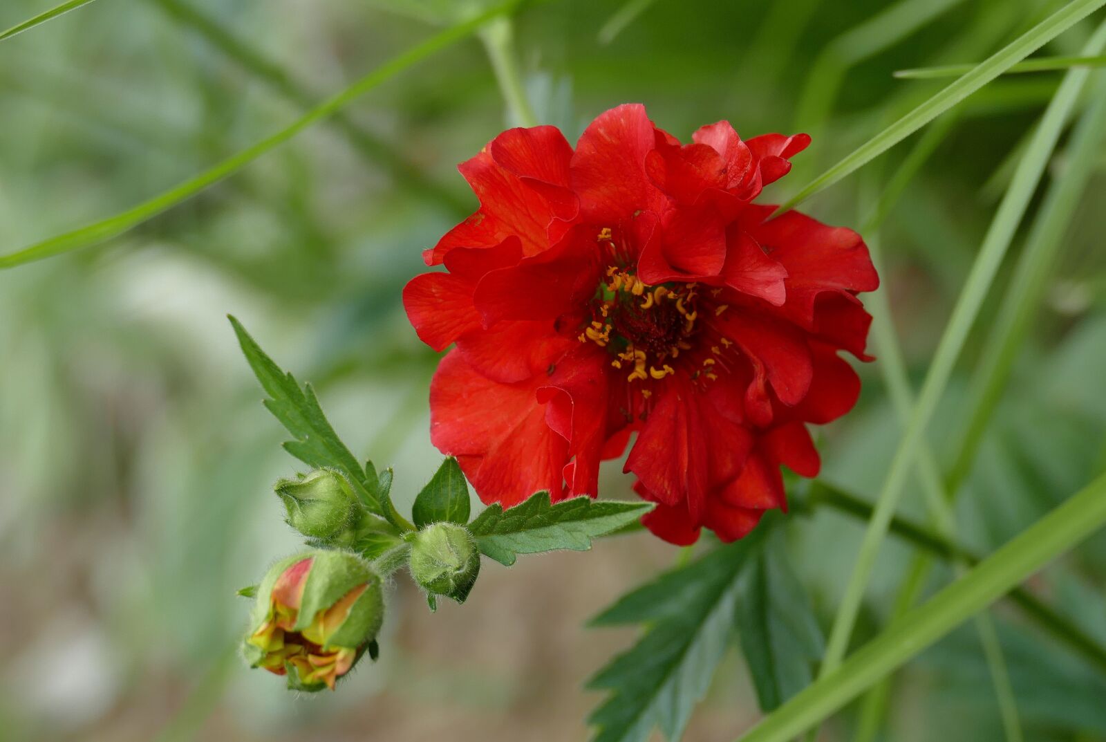 Panasonic Lumix DMC-FZ1000 sample photo. Geum, garden, blossom photography