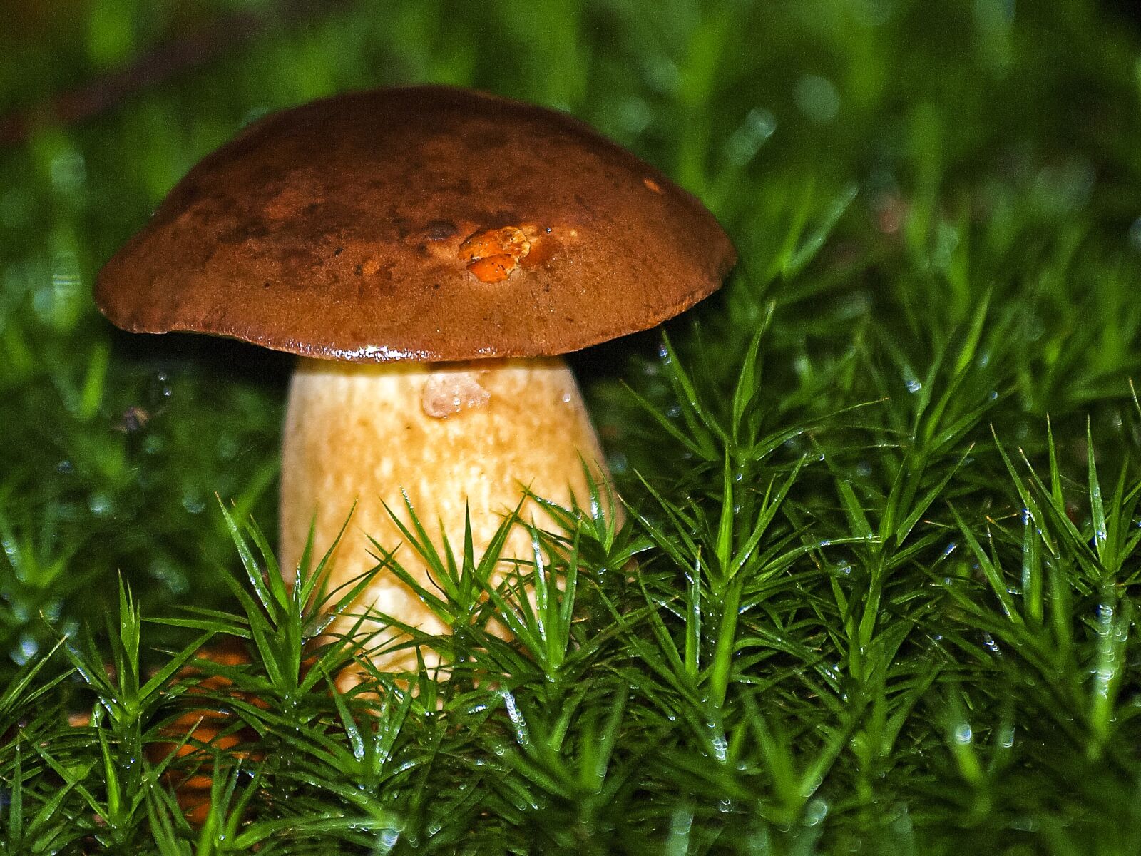 Olympus E-3 sample photo. Cep, mushroom, forest photography