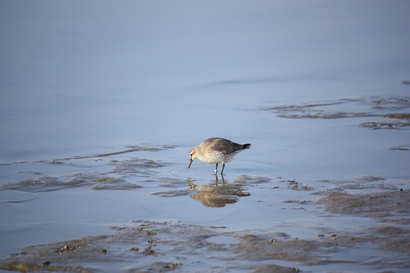 Canon EOS 450D (EOS Rebel XSi / EOS Kiss X2) sample photo. Bird, wadden sea, coast photography