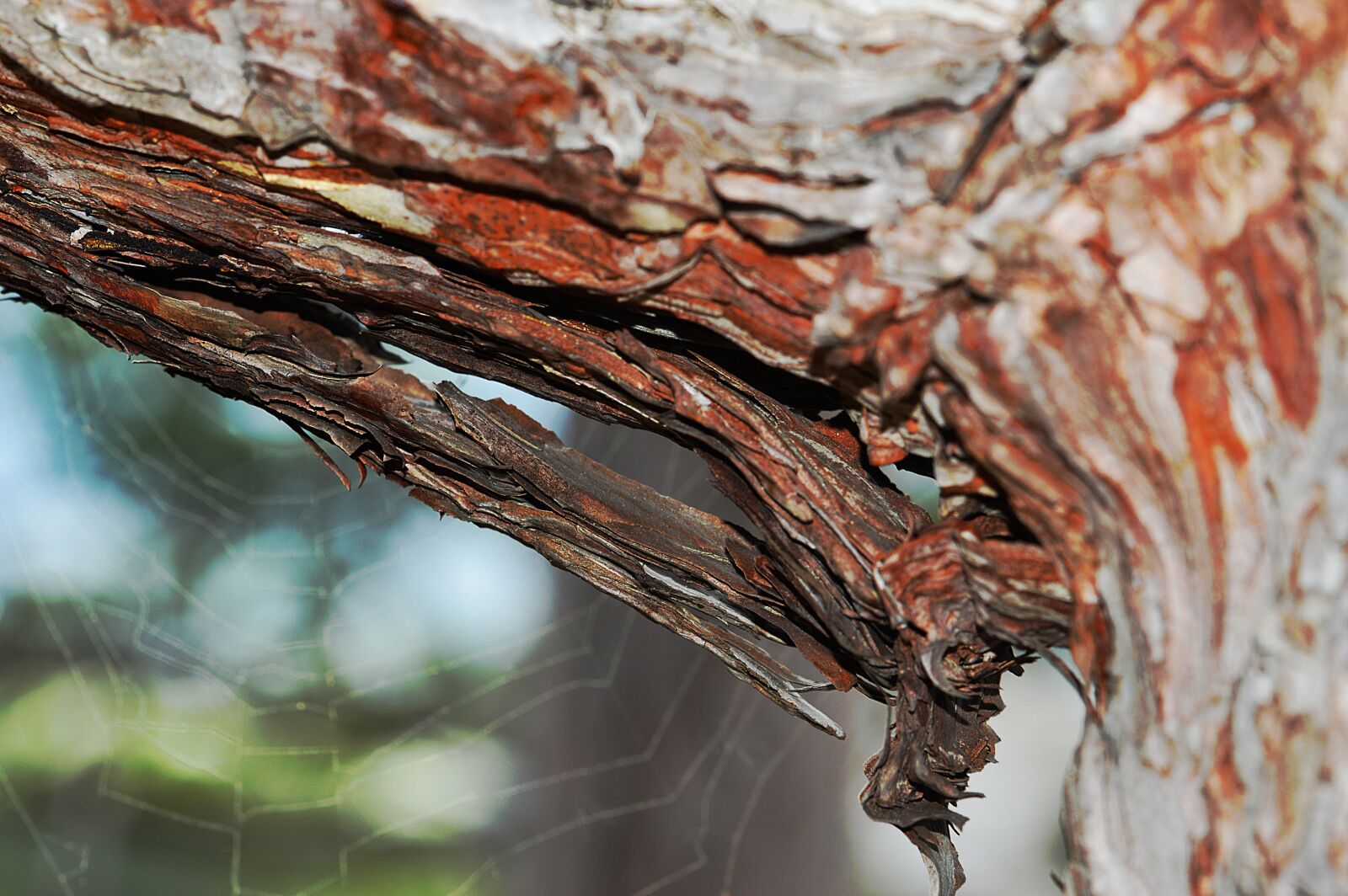 Nikon D3200 sample photo. Wood, branch, bark photography