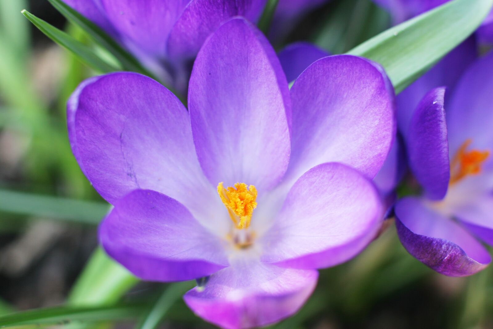 Canon EOS 20D sample photo. Nature, spring, flower photography