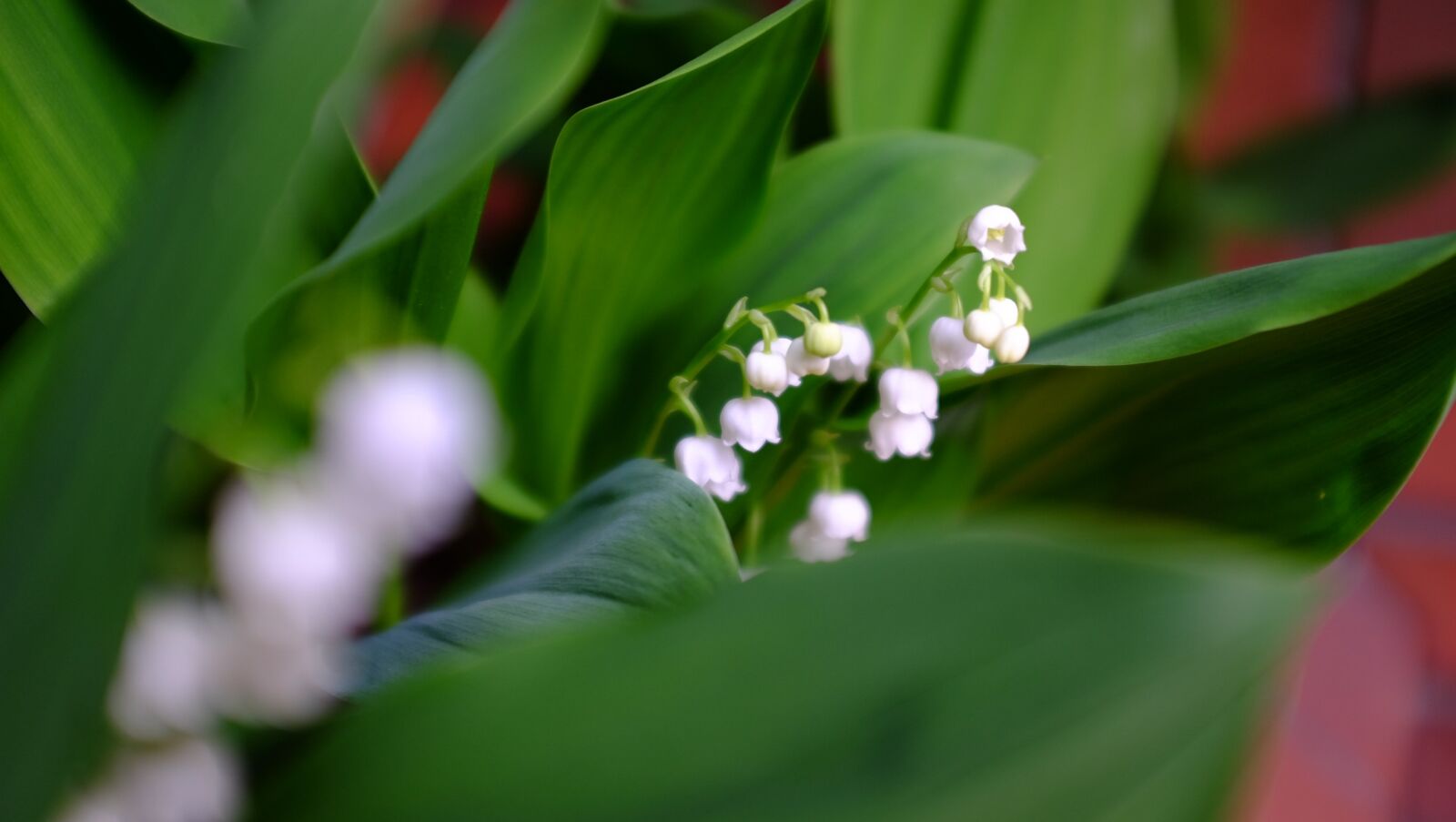 Fujifilm X100S sample photo. Desktop, green, plant photography