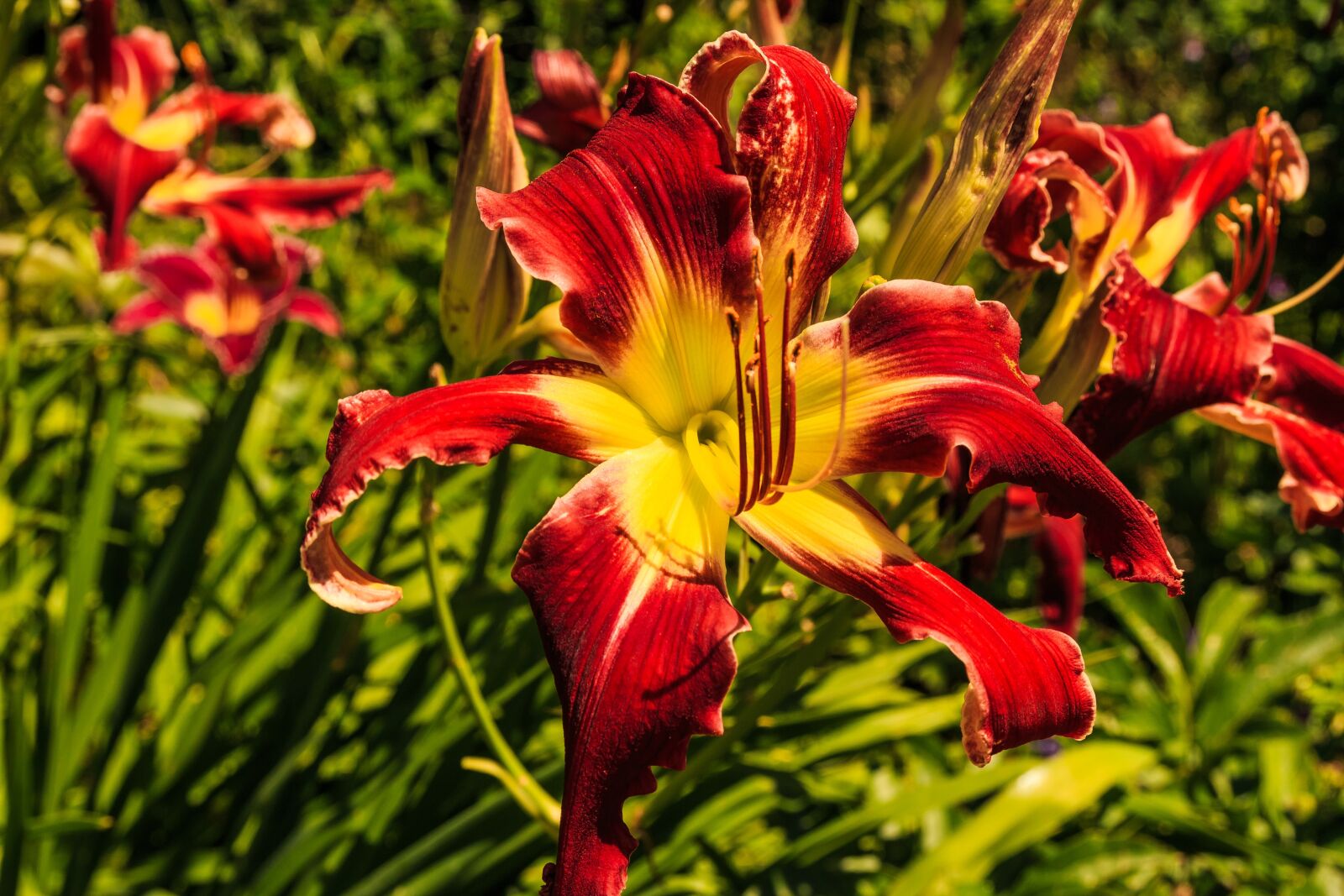 Canon EOS 650D (EOS Rebel T4i / EOS Kiss X6i) sample photo. Red lily, flowers, lily photography