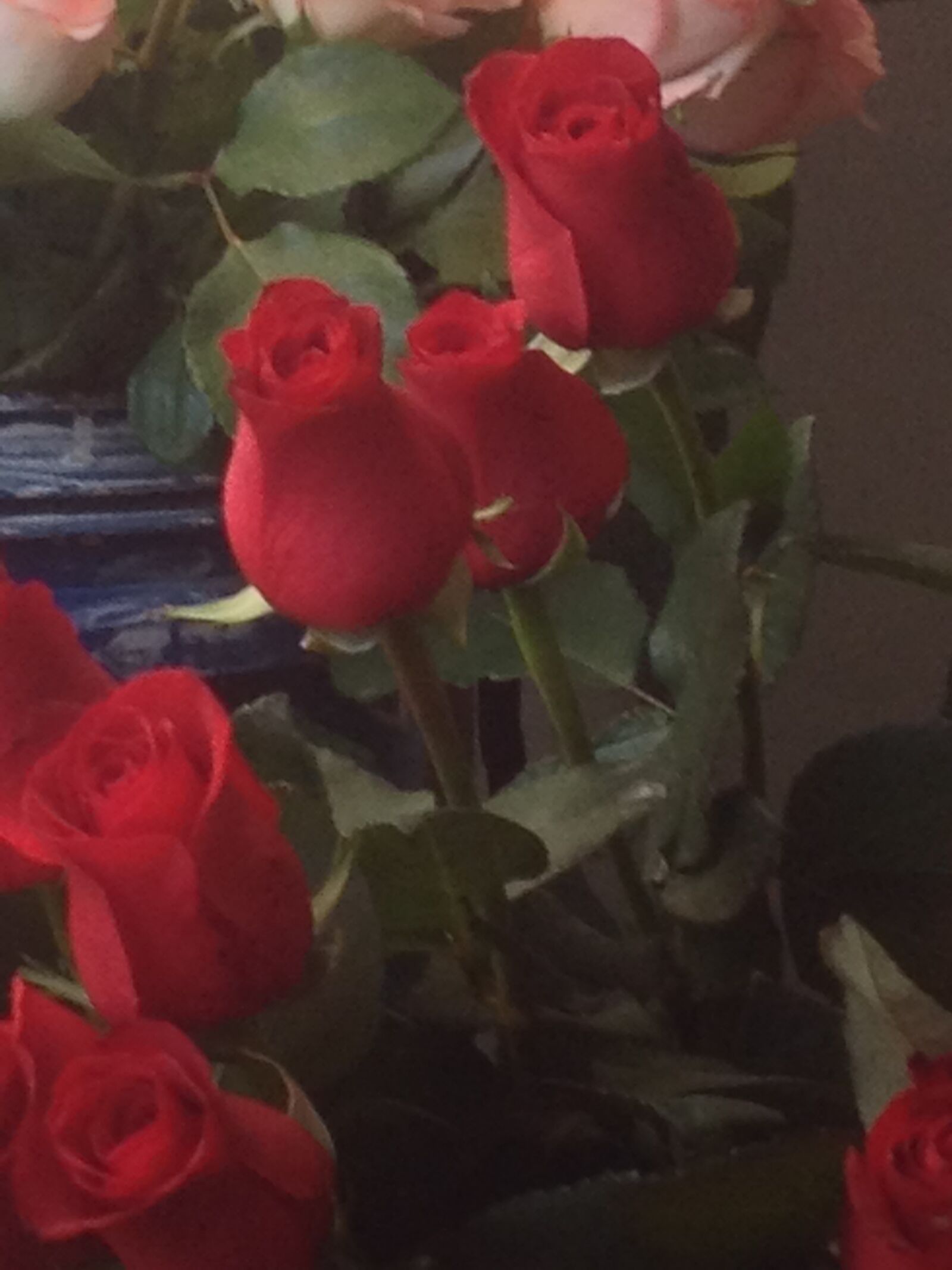 iPhone 4S back camera 4.28mm f/2.4 sample photo. Roses, red, flowers photography