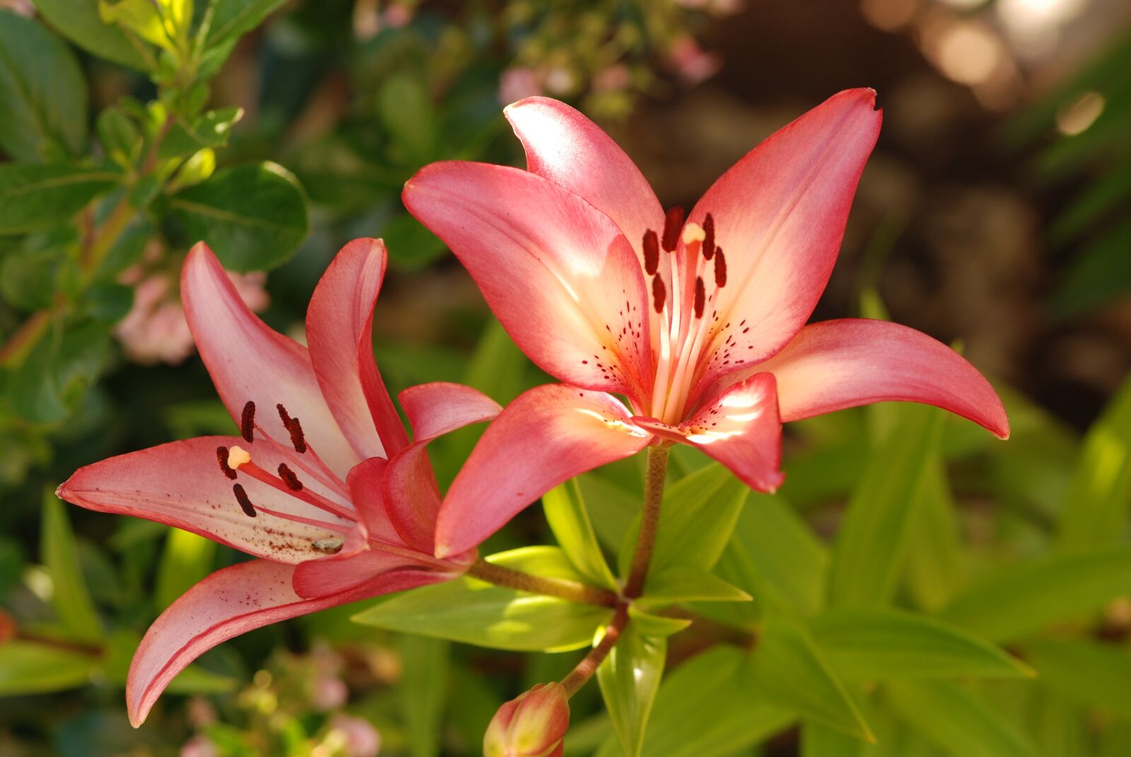 Nikon D80 sample photo. Nature, flower, flora photography