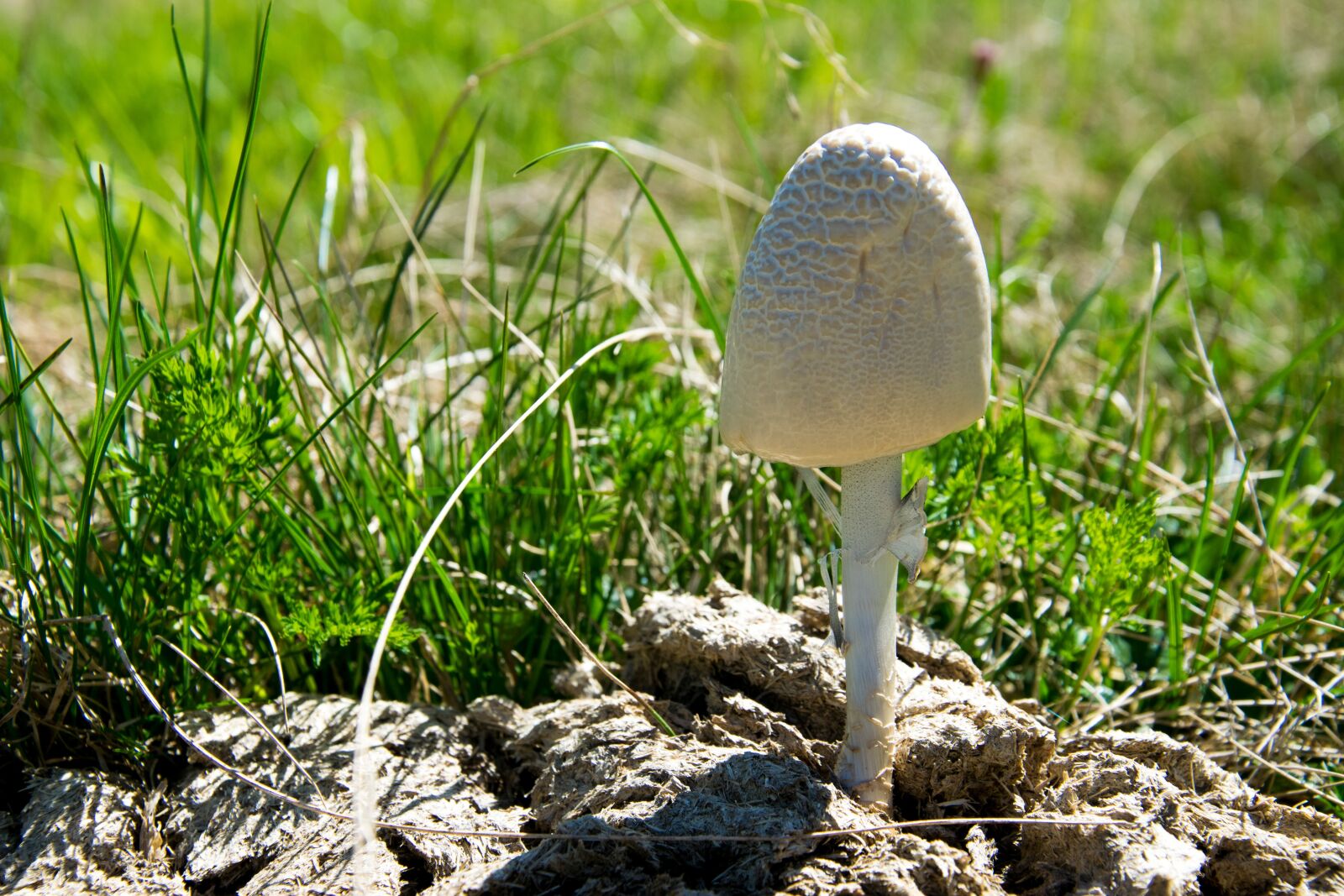 Nikon D5300 sample photo. Ring of fertilizer ling photography