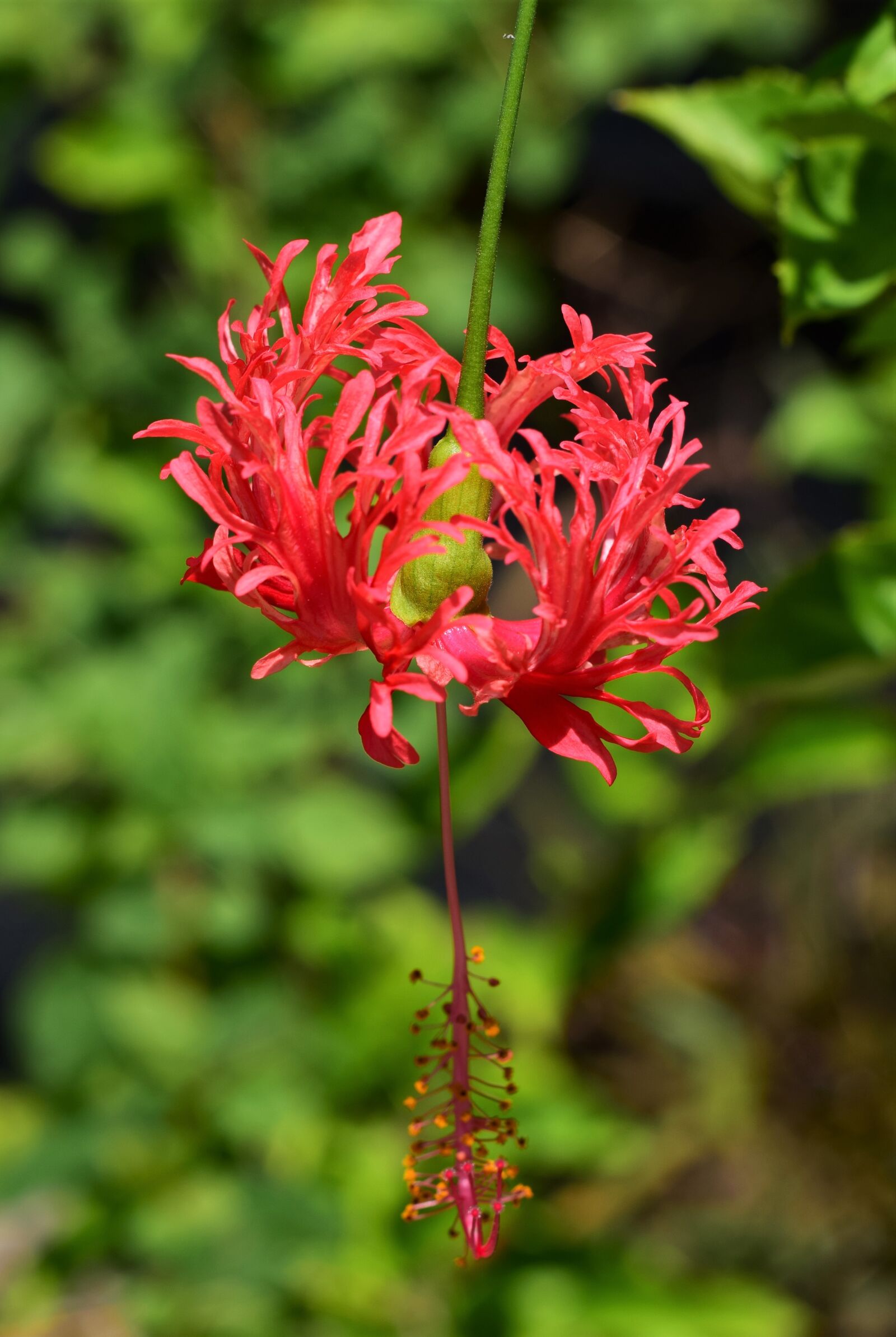 Nikon D5300 sample photo. Hibiscus, flower, blossom photography