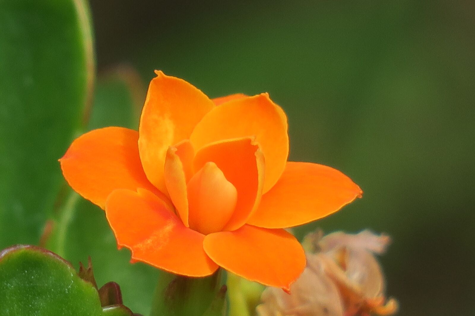 Canon PowerShot G3 X sample photo. Spend long jeon, nature photography