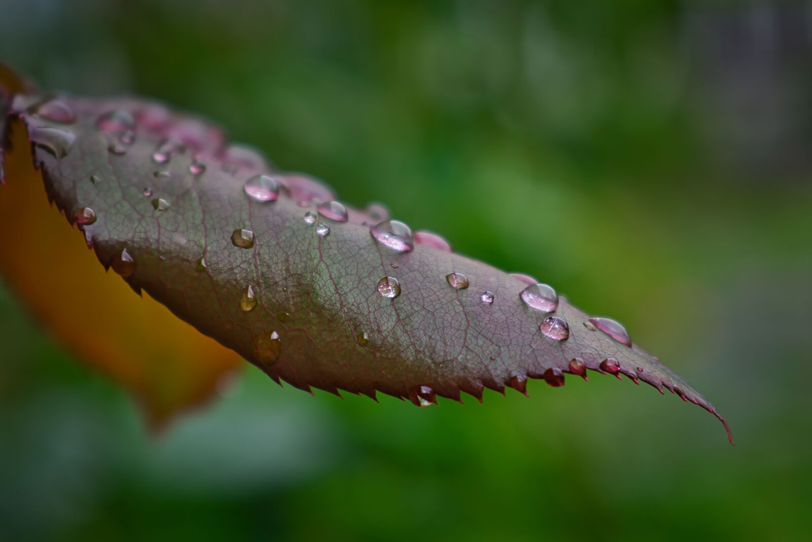 Nikon D3400 sample photo. Raindrops, droplets, leaf photography