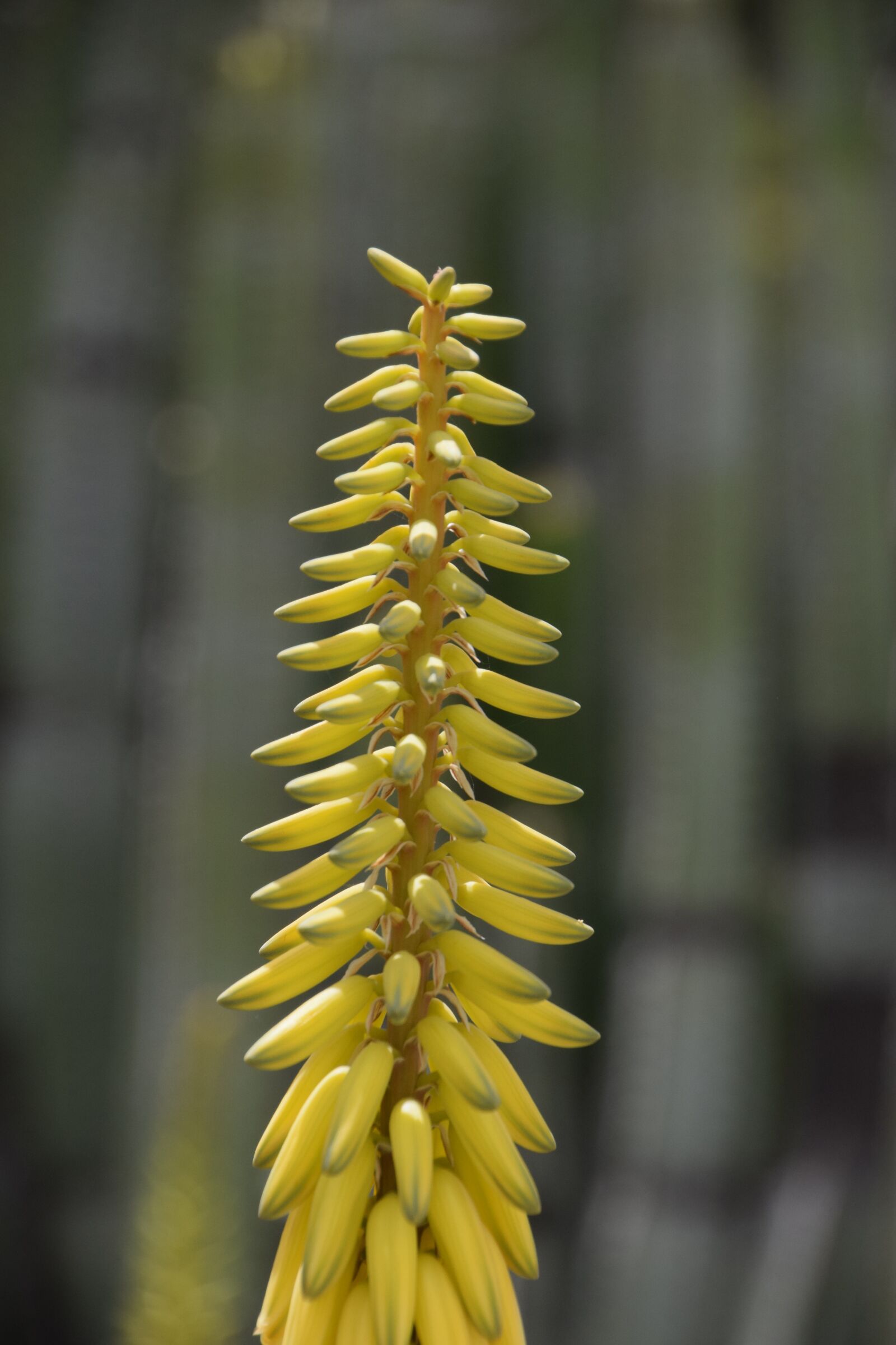 Nikon D3300 sample photo. Blossom, bloom, aloe vera photography