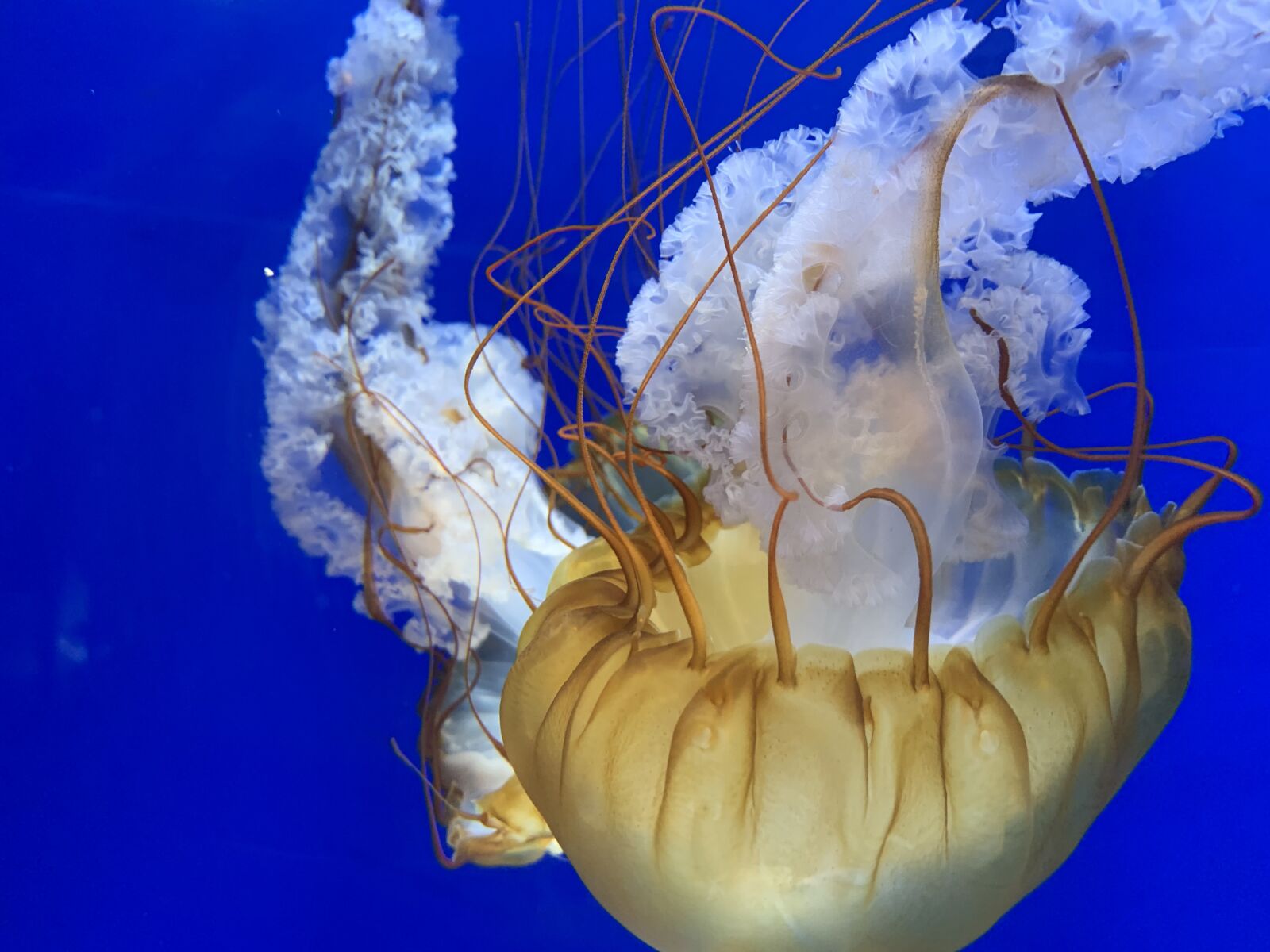 Apple iPhone XR sample photo. Jellyfish, invertebrates, marine animals photography