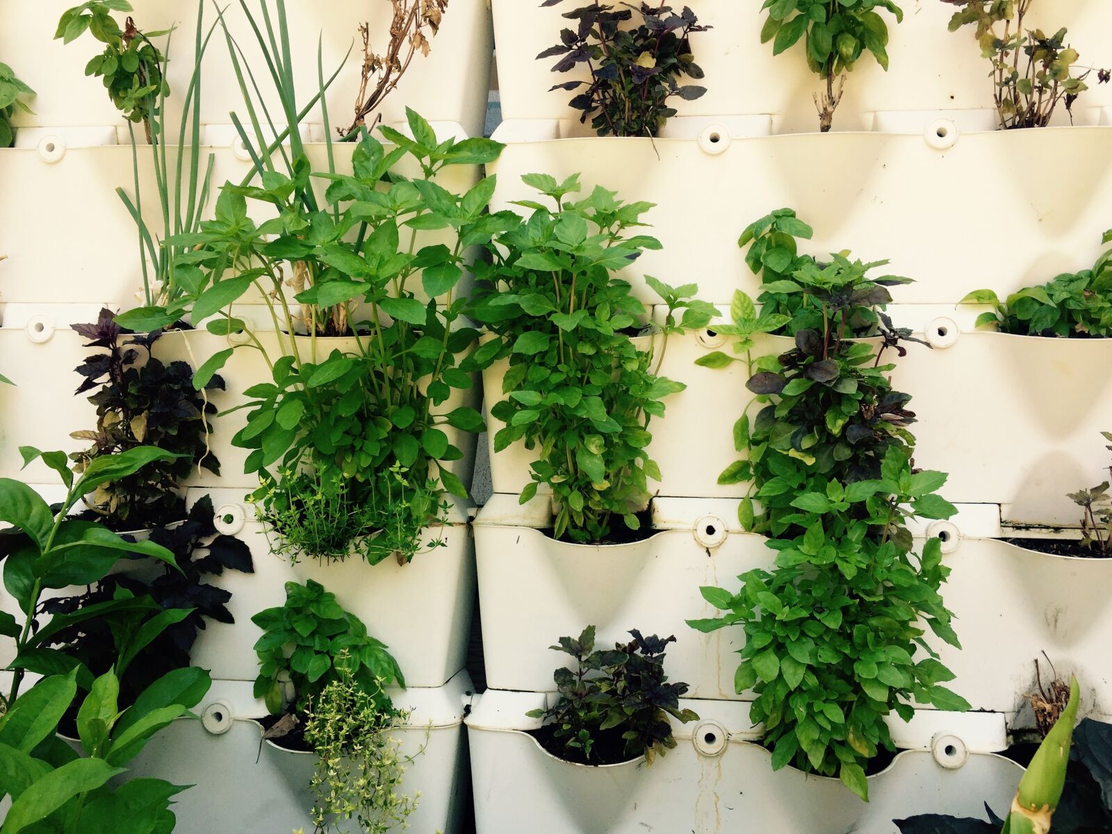Apple iPhone 6 sample photo. Herbs, herbal, growing photography