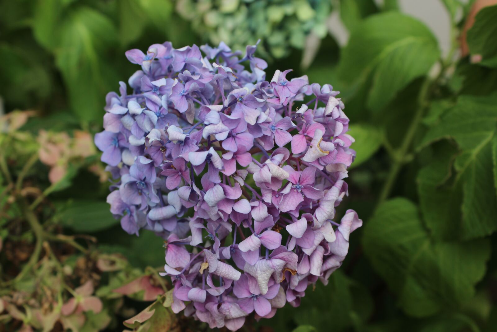 Canon EOS 600D (Rebel EOS T3i / EOS Kiss X5) sample photo. Flower, istanbul, turkey photography
