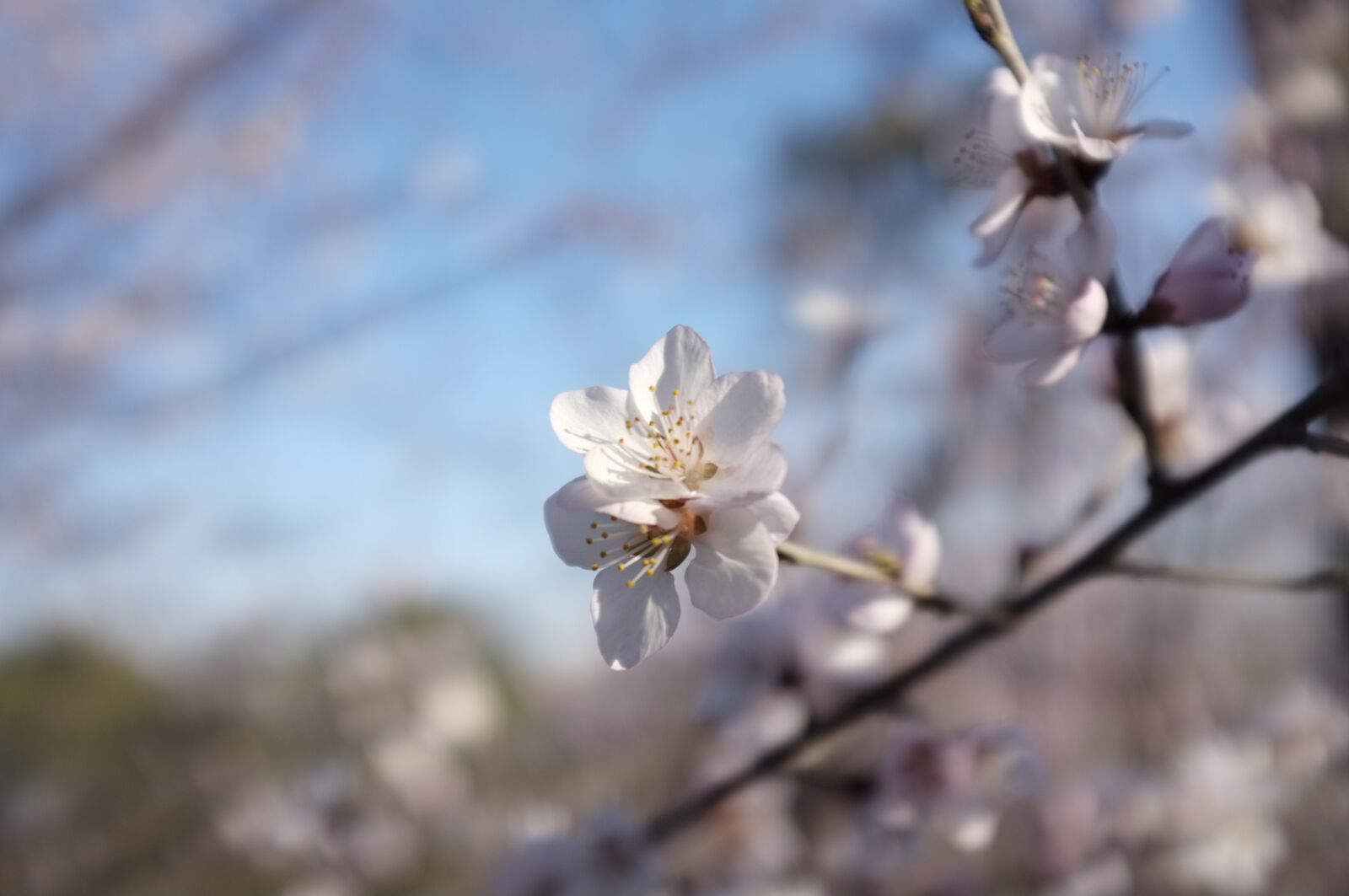 Fujifilm FinePix X100 sample photo. Peach blossom, spring, china photography