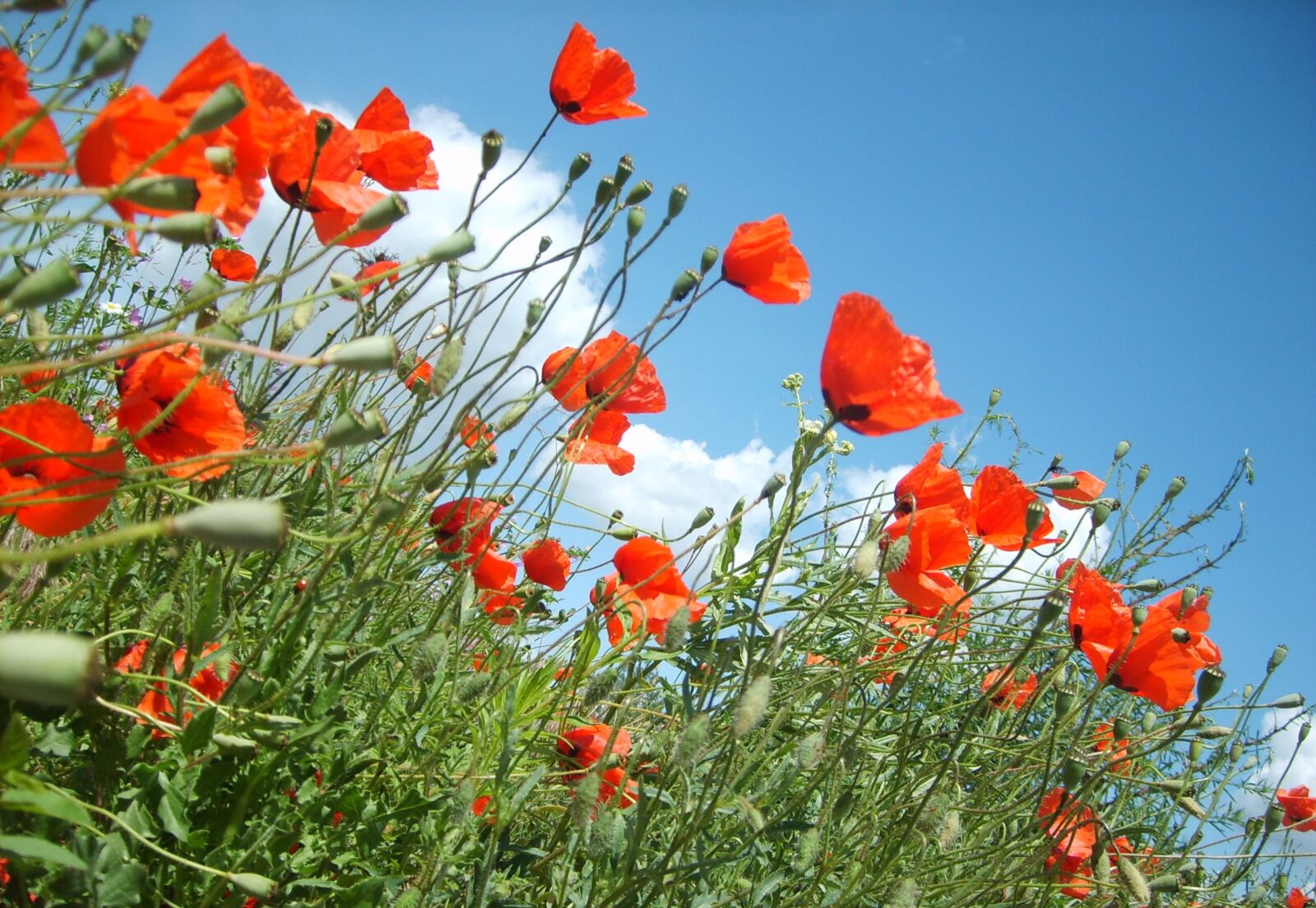 Samsung Digimax S500 / Kenox S500 / Digimax Cyber 530 sample photo. Poppy, flora, nature photography