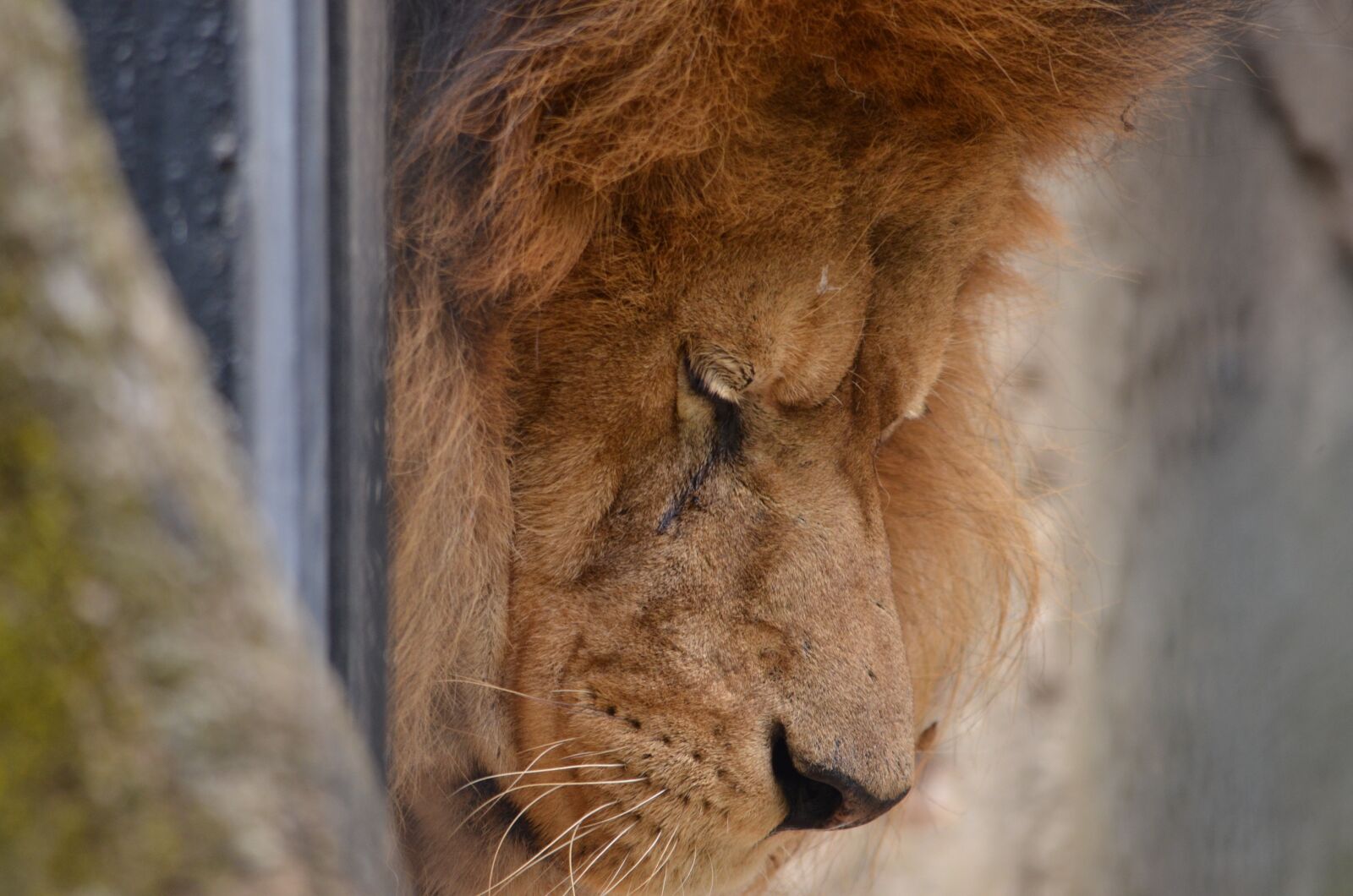Nikon D7000 sample photo. Lion, sad, mane photography