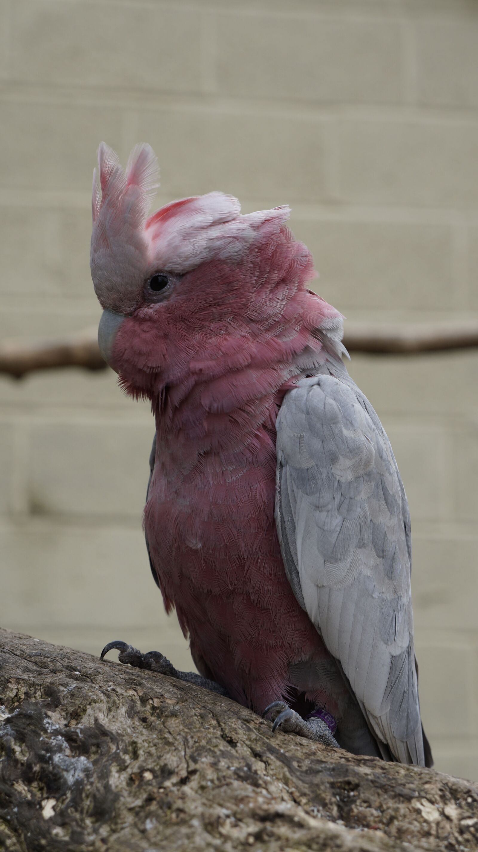 Sony Alpha a3000 sample photo. Parrot, pink, nature photography