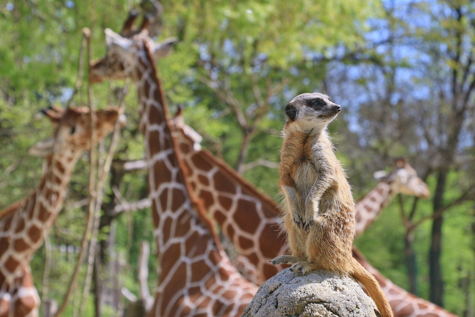 Canon EOS 7D Mark II sample photo. Zoo, munich, hellabrunn photography