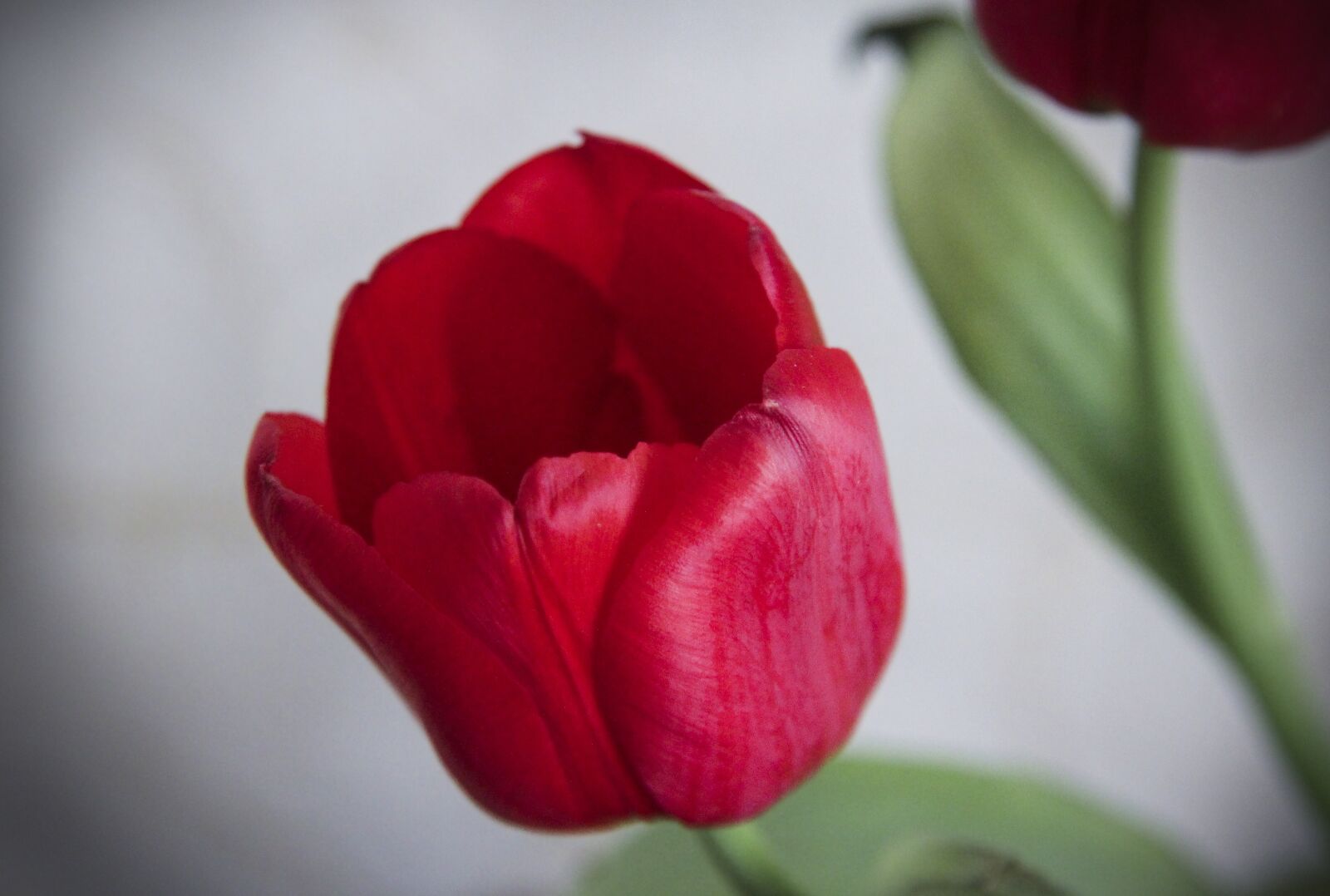 Canon EF-S 17-85mm F4-5.6 IS USM sample photo. Flower, tulip, red photography