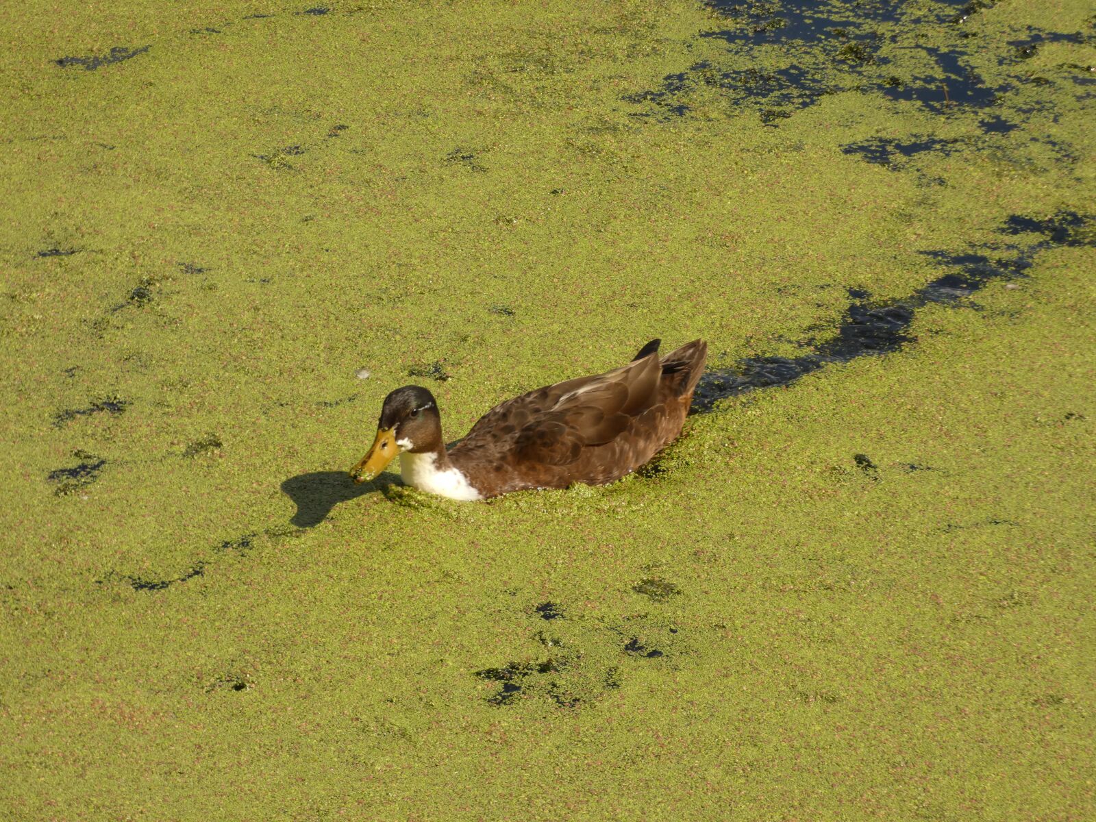 Panasonic Lumix DC-FZ80 (Lumix DC-FZ82) sample photo. Duck, duckweed, water photography