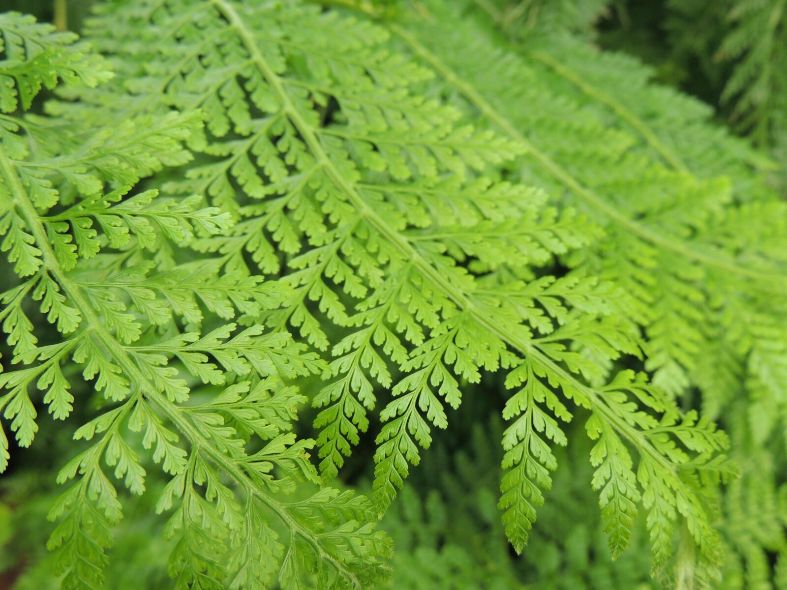 Nikon Coolpix P510 sample photo. Leaf, foliage, nature photography