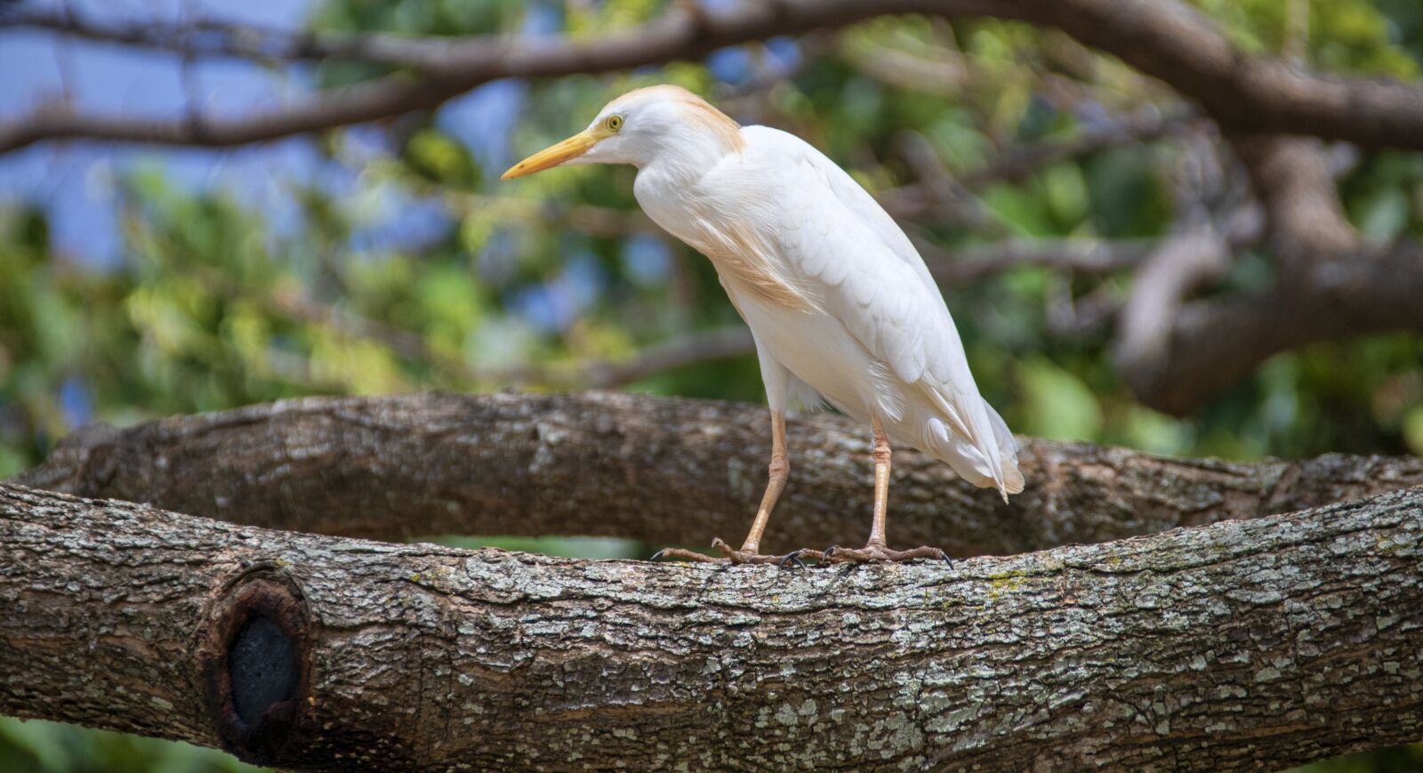 Nikon D850 sample photo. Bird, sea bird, wildlife photography