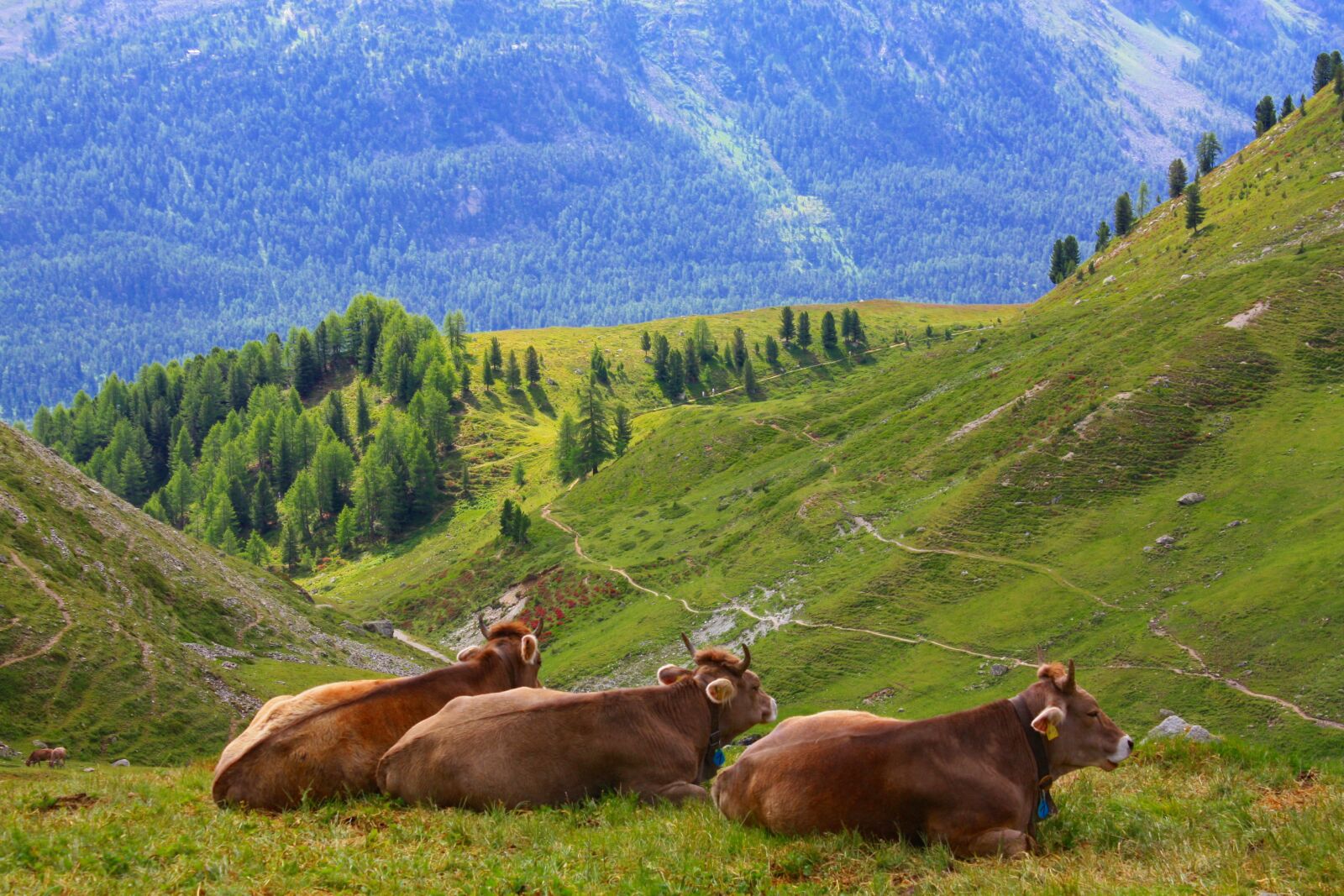 Canon EOS 450D (EOS Rebel XSi / EOS Kiss X2) sample photo. Cow, swiss, alps photography