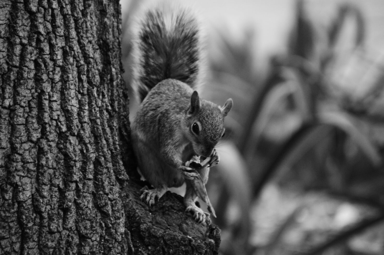 Nikon D5000 sample photo. Squirrel, woods, forest photography