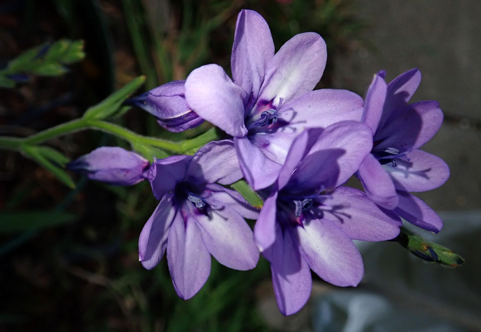 Olympus TG-5 sample photo. Flower, babiana, mauve photography