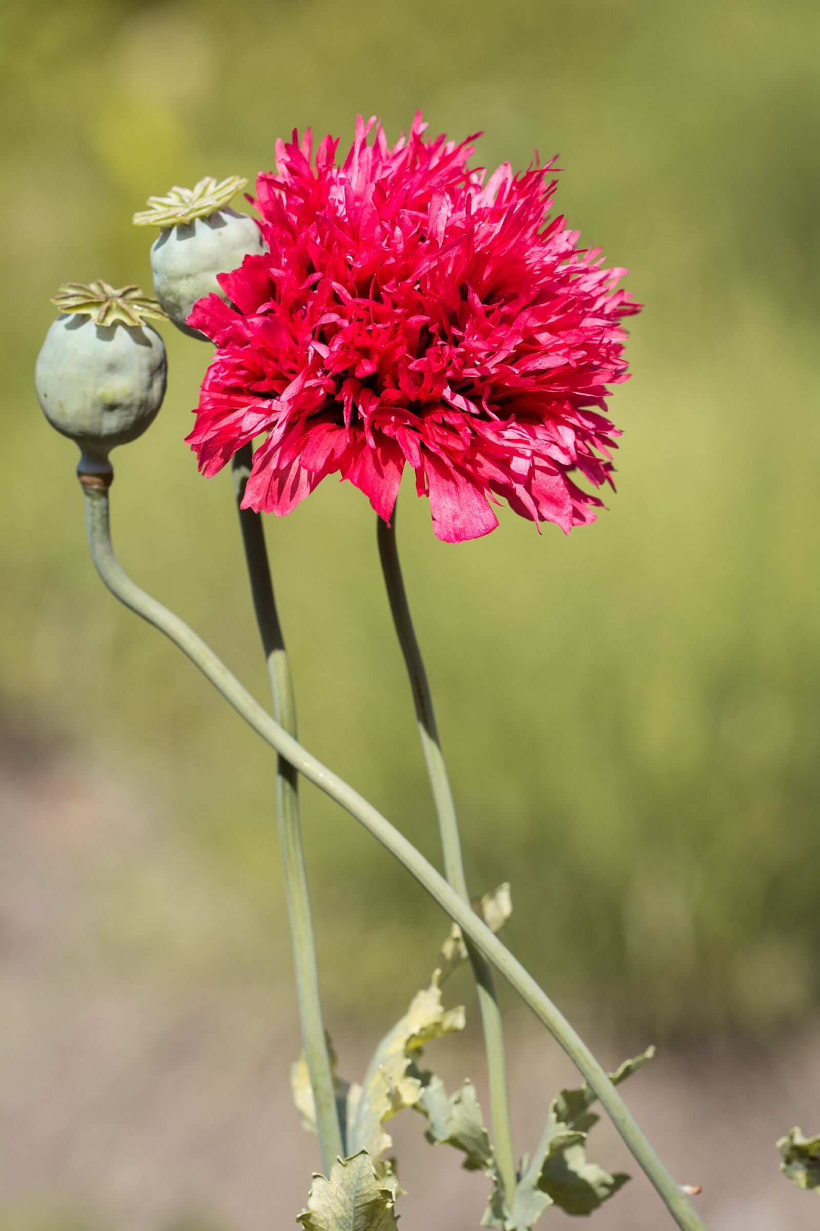Nikon D7100 sample photo. Poppy, filled poppy, red photography