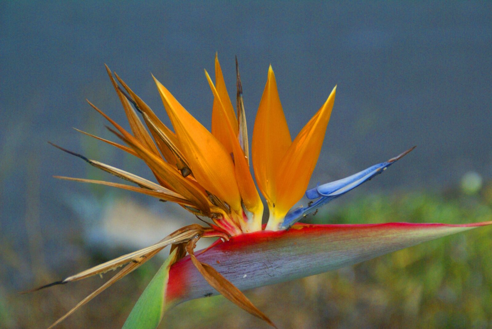 Sony Alpha DSLR-A100 sample photo. Flower, exotic, garden photography
