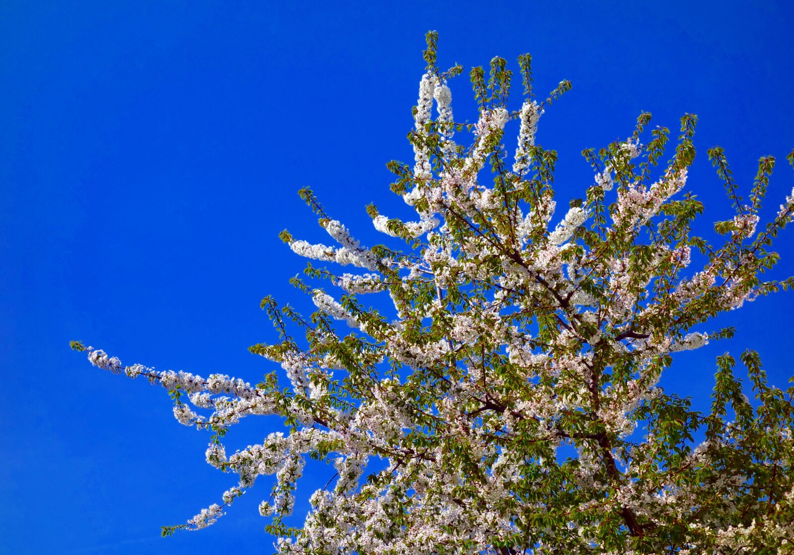 Sony Cyber-shot DSC-RX100 sample photo. Nature, tree, cherry tree photography
