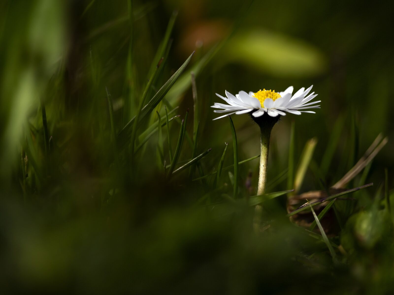 Canon EF-S 55-250mm F4-5.6 IS STM sample photo. Daisy, flower, grass photography