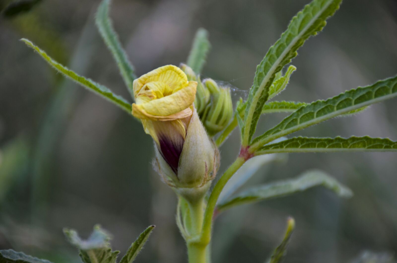 Nikon D7000 sample photo. Yellow flower, close up photography