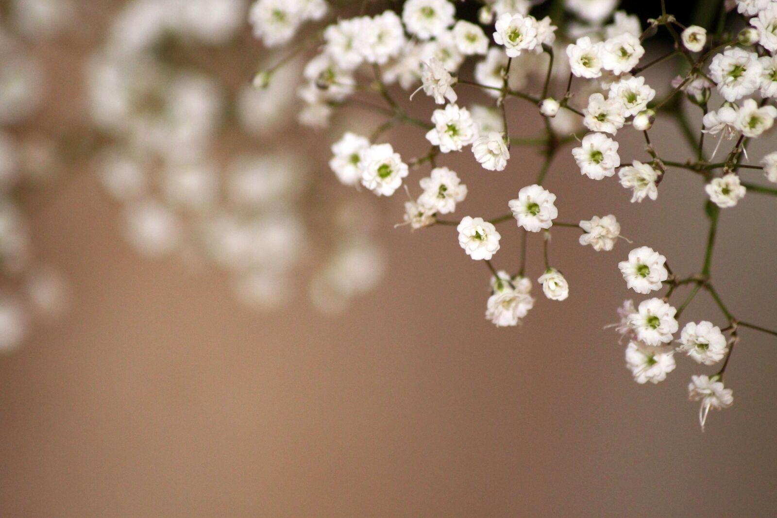 Canon EOS 500D (EOS Rebel T1i / EOS Kiss X3) sample photo. Spring, flowers, white photography